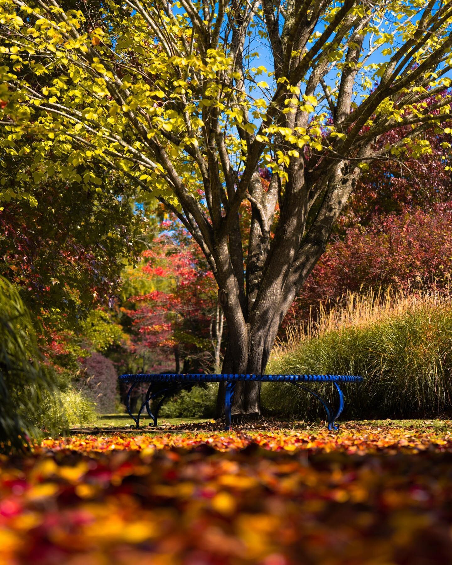 Autumn Open Gardens 🍂🍁

The leaves are falling and Autumn is in full swing.

Your last chance to see the Autumn colours at Glenrock Gardens is coming up fast!

Our last Open Gardens for Autumn are on Mothers Day weekend.

Open Gardens
Saturday 13th