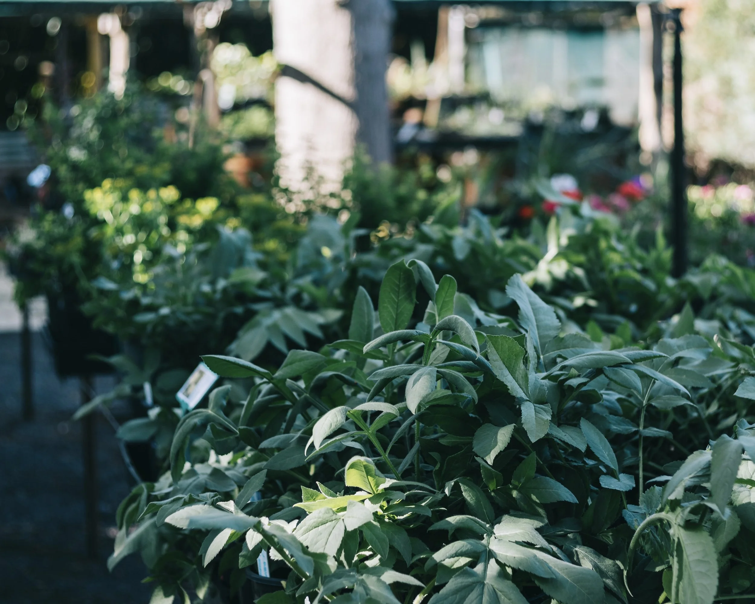The Nursery — Glenrock Gardens