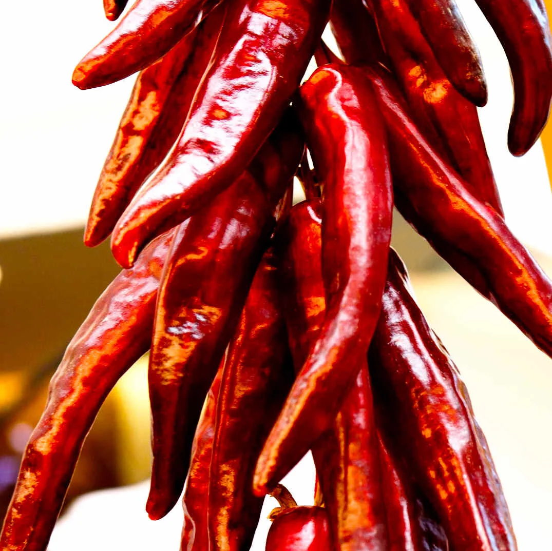 KOREAN PEPPERS TURN RED WHEN RIPE. THESE ARE DRIED AND READY TO BE GROUND.