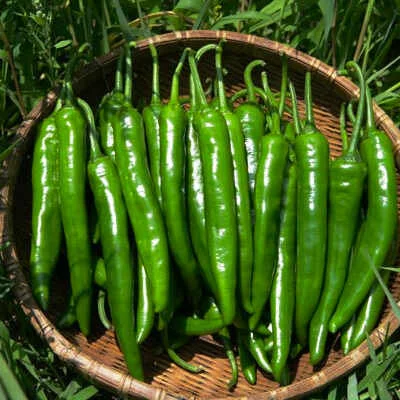 The spicy Korean pepper: CHUNG-YANG GOCHU. It’s still friendly with a lower heat level than the jalapeno. Looks deceptively similar to the regular Korean green pepper. Confusing… and fun! (Image: 2.0 Korea -CC BY 2.0 KR)