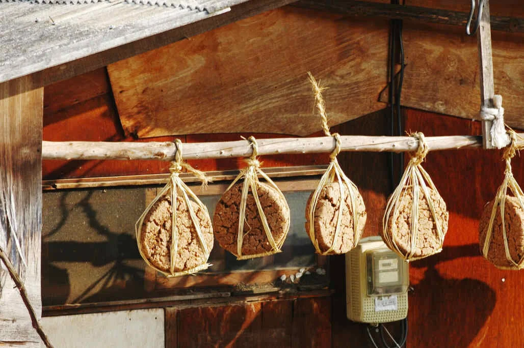 MEJU is the Korean word for mashed soybean blocks. Happily fermenting in the sun.
