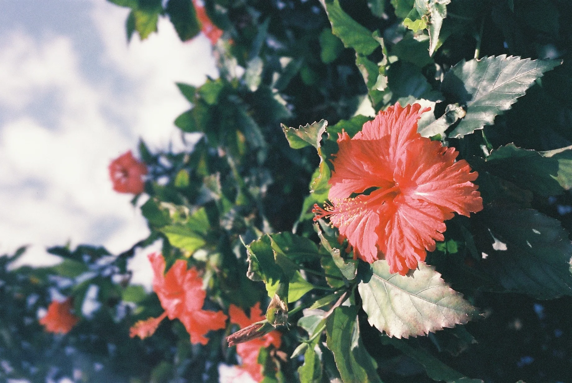 carol-hu-13721-unsplash.jpg