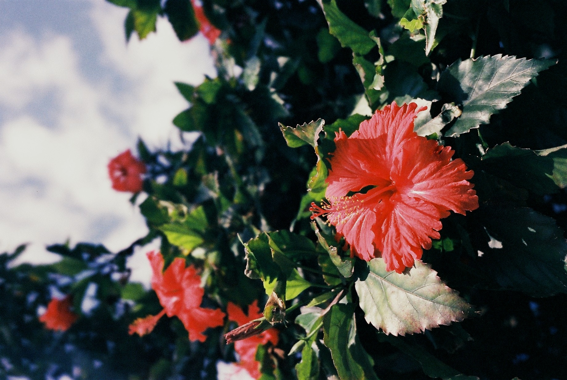 carol-hu-13721-unsplash.jpg