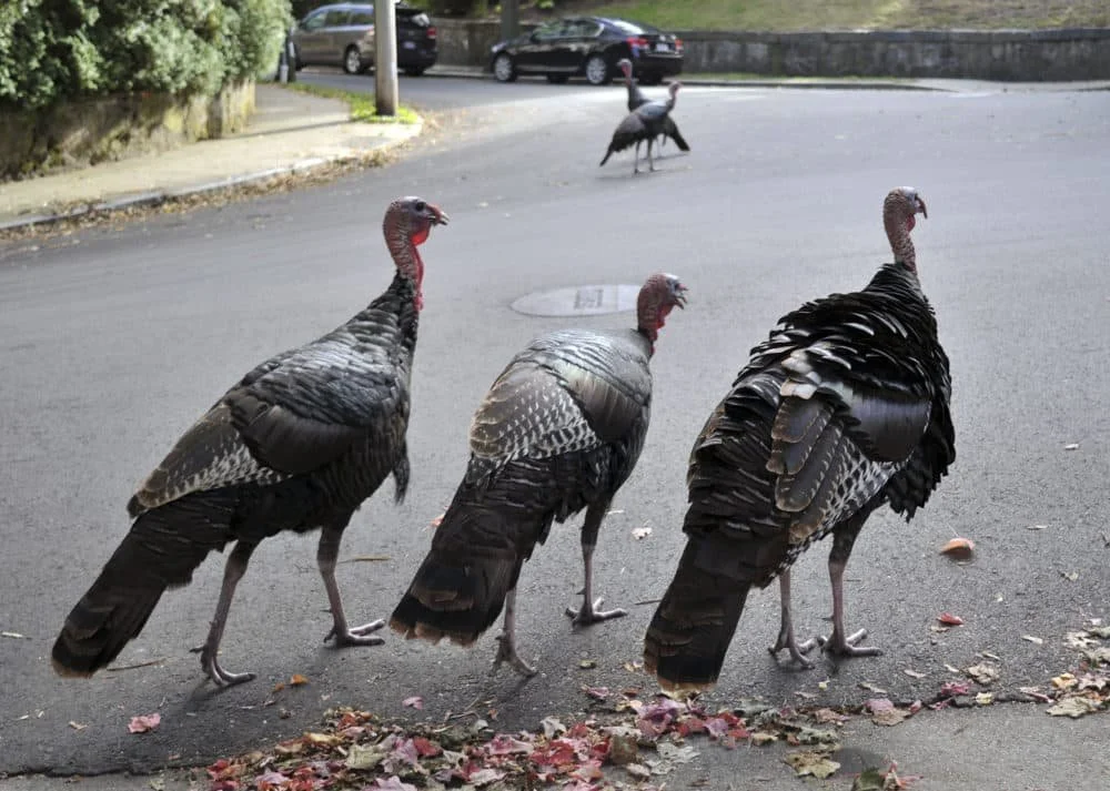 brookline_turkeys.jpeg