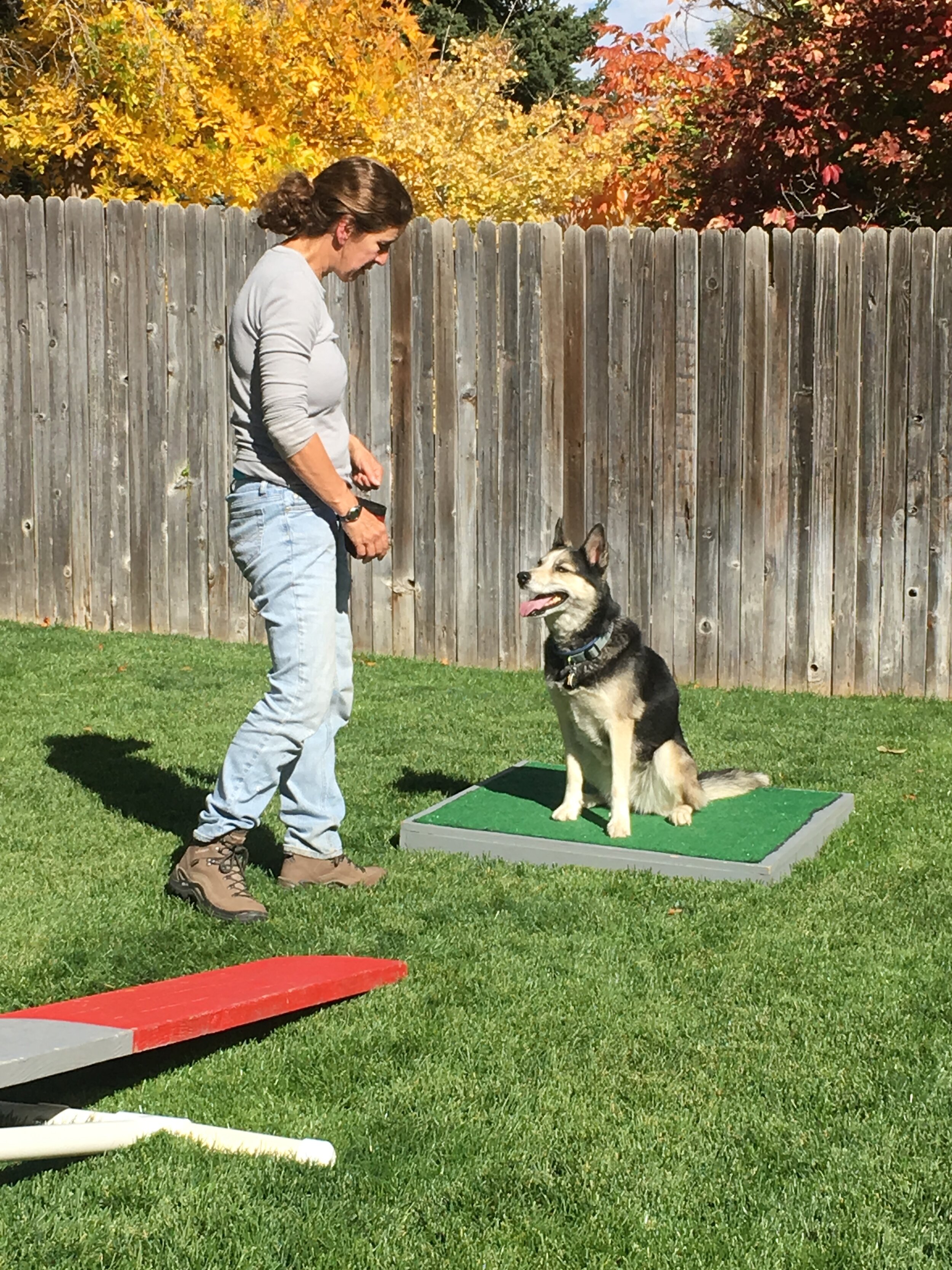 dog training Lakewood