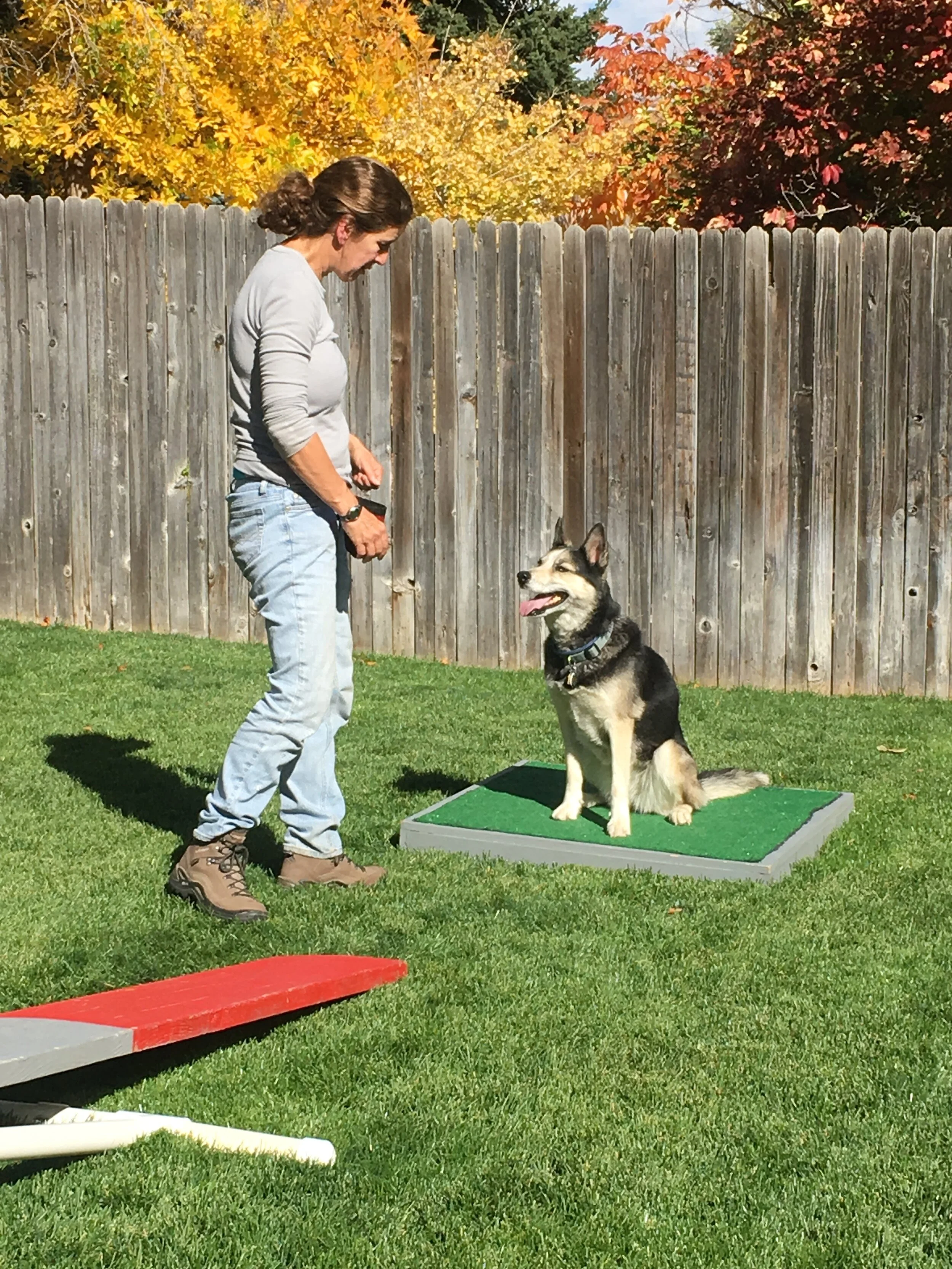 Sit Stay Fetch Dog Training Behavior Consulting