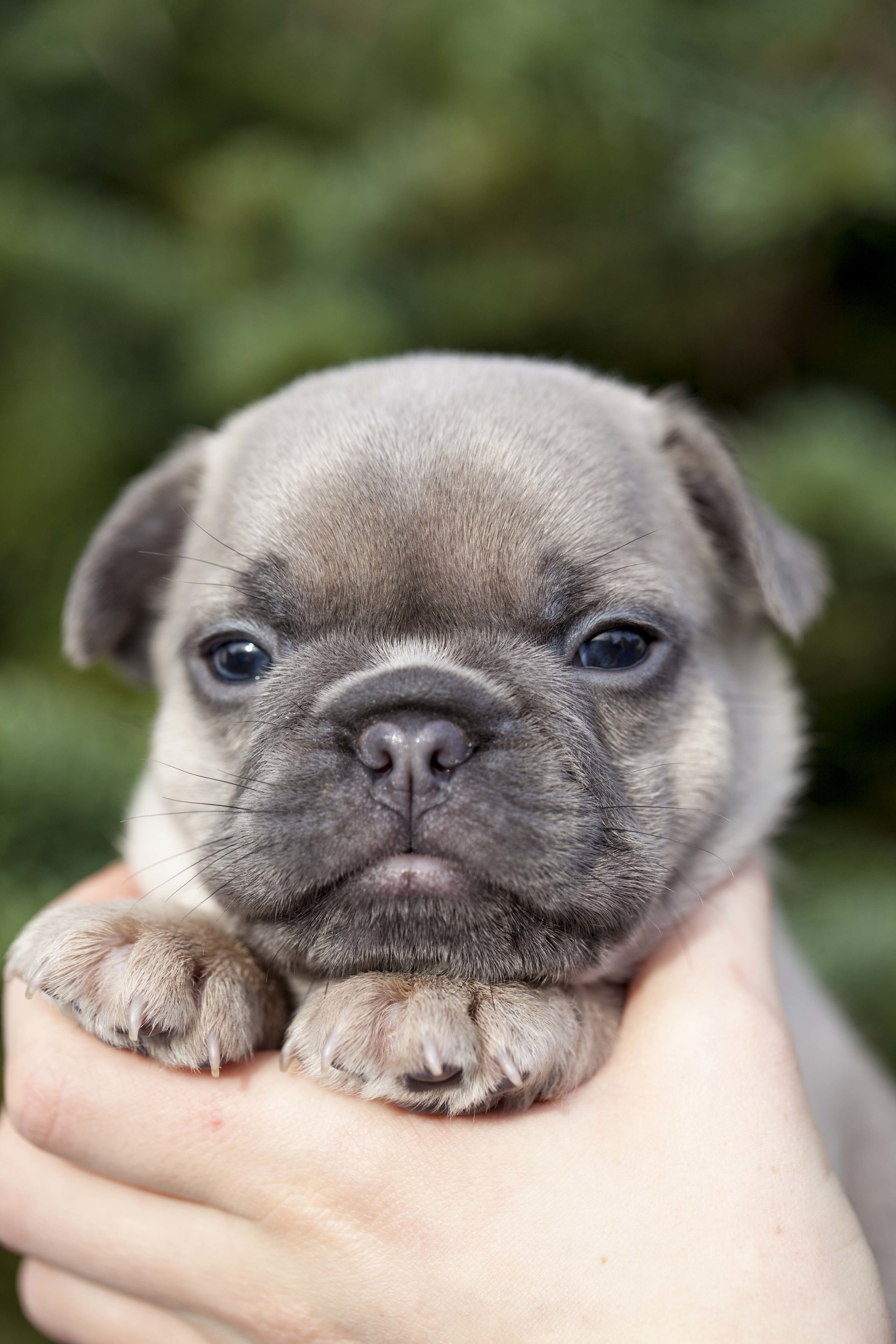 French Bulldog Puppies for Sale in 