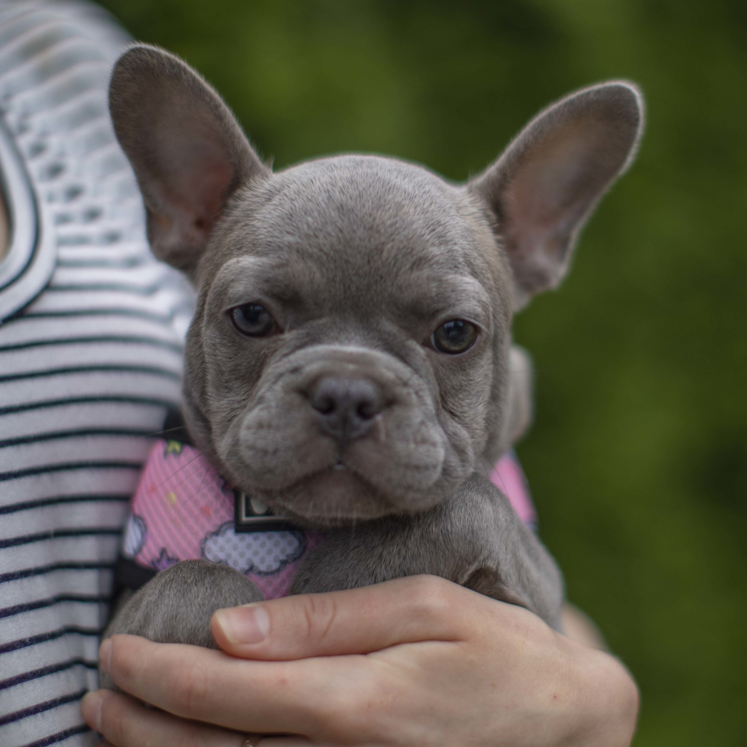 {RESERVED} Lilac French Bulldog Puppy NW Frenchies