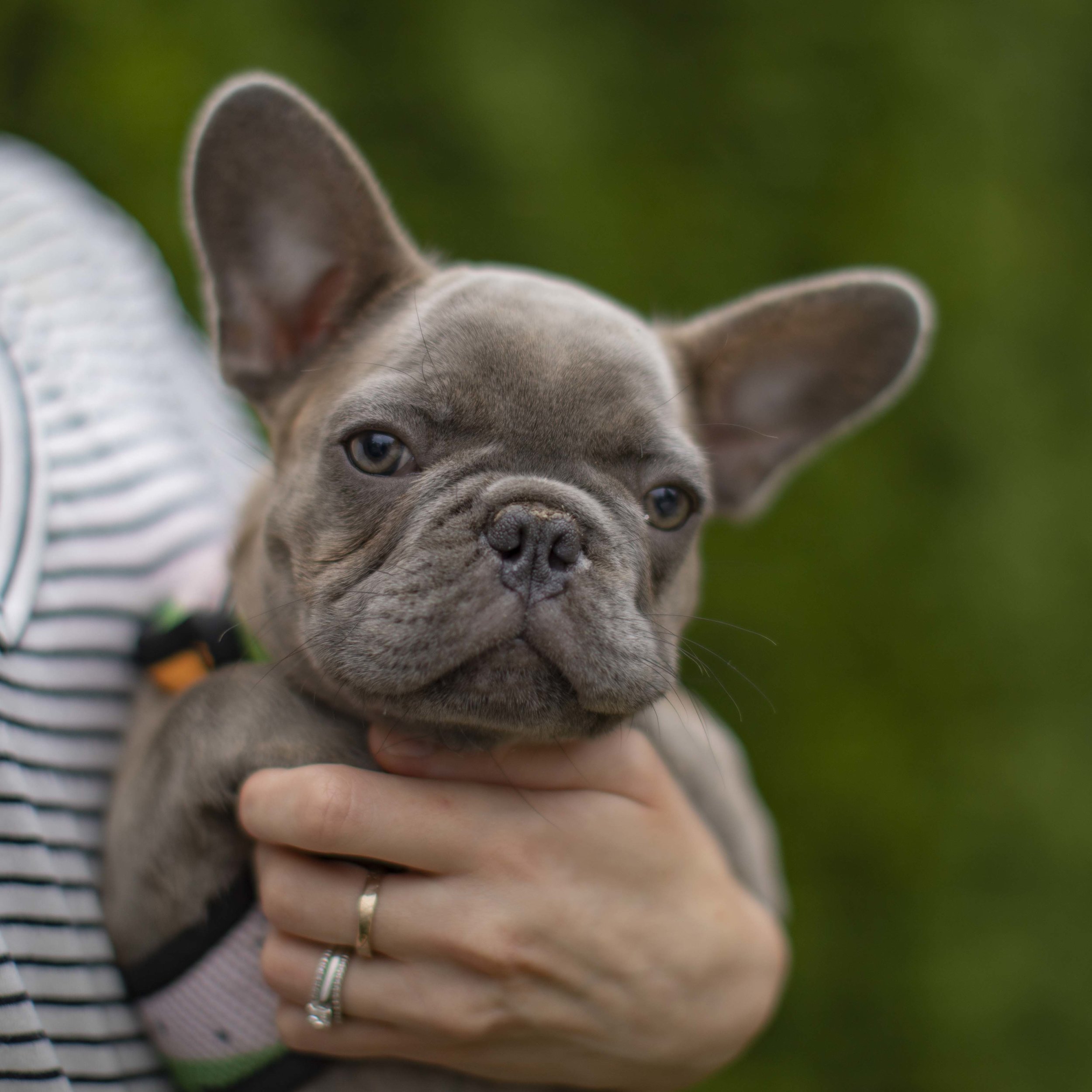 {RESERVED} Rare AKC Lilac Male French Bulldog Puppy for