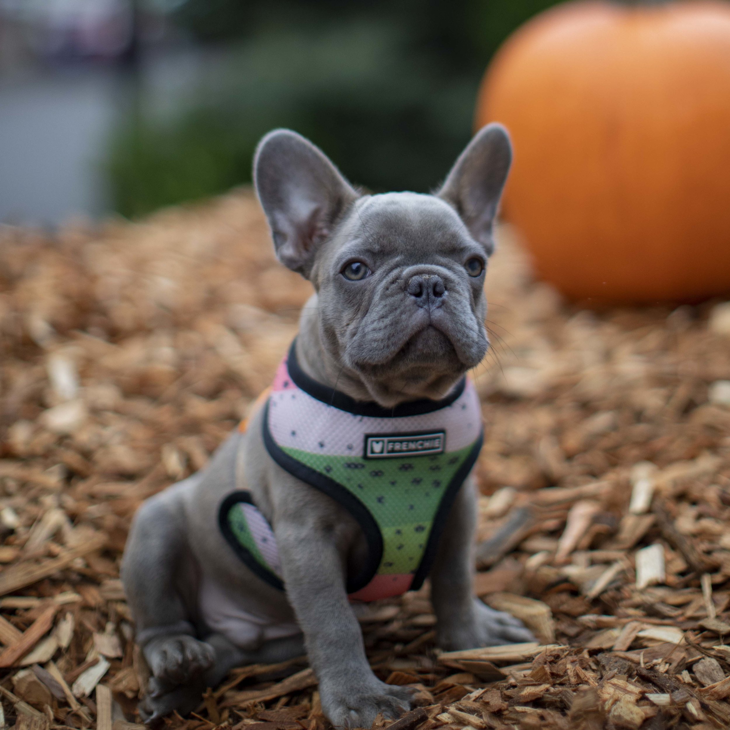 {RESERVED} Rare AKC Lilac Male French Bulldog Puppy for