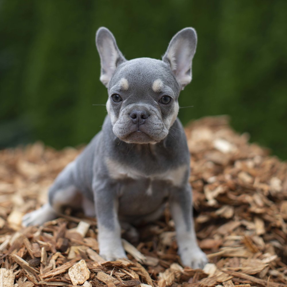 Reserved Lilac And Tan Female French Bulldog Puppy Looking For Her Forever Home Nw Frenchies Washington State Northwest Frenchies