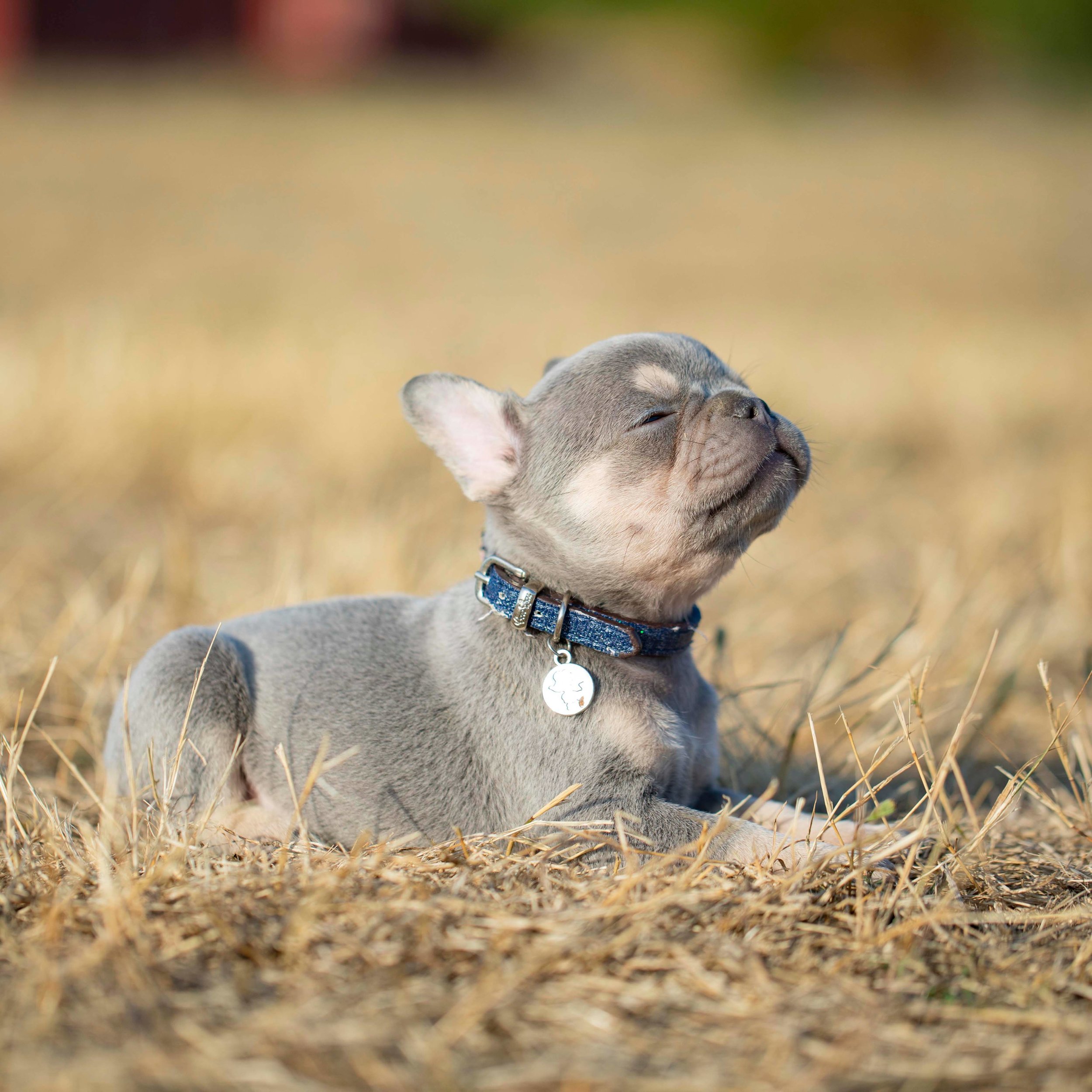 {RESERVED} Lilac and Tan Female French Bulldog Puppy