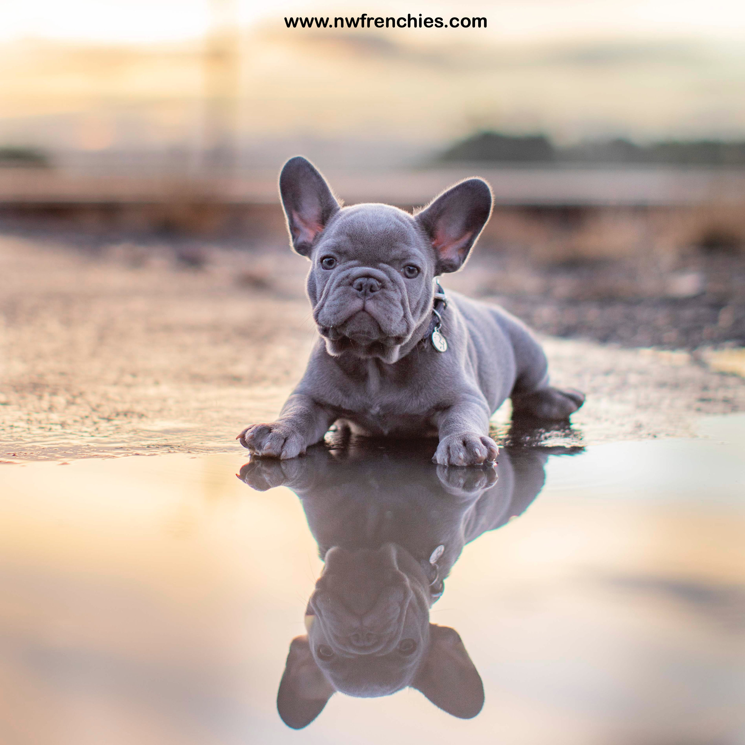 {RESERVED} Lilac Male French Bulldog Puppy for Sale NW
