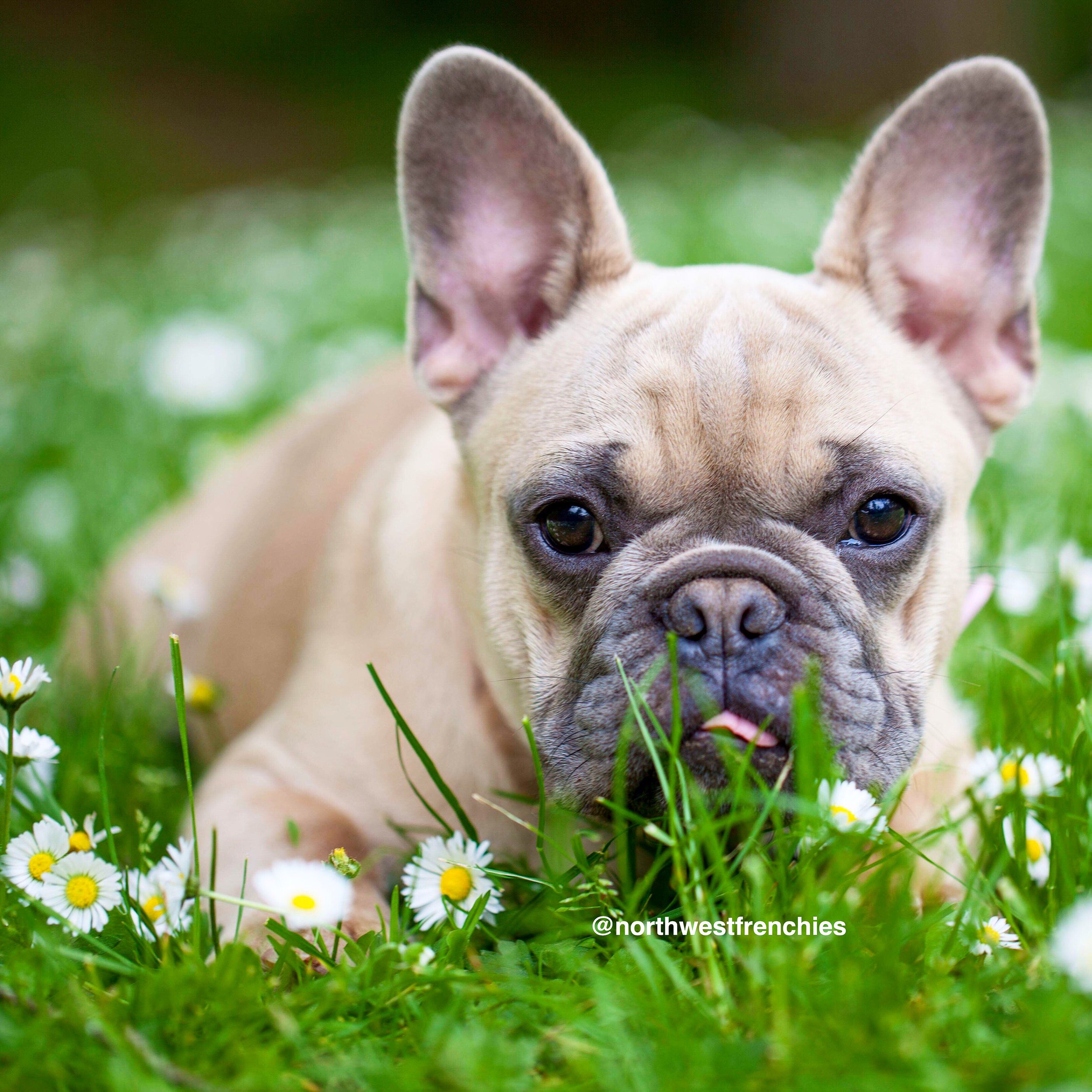 67+ How To Potty Train Your French Bulldog Puppy Picture ...