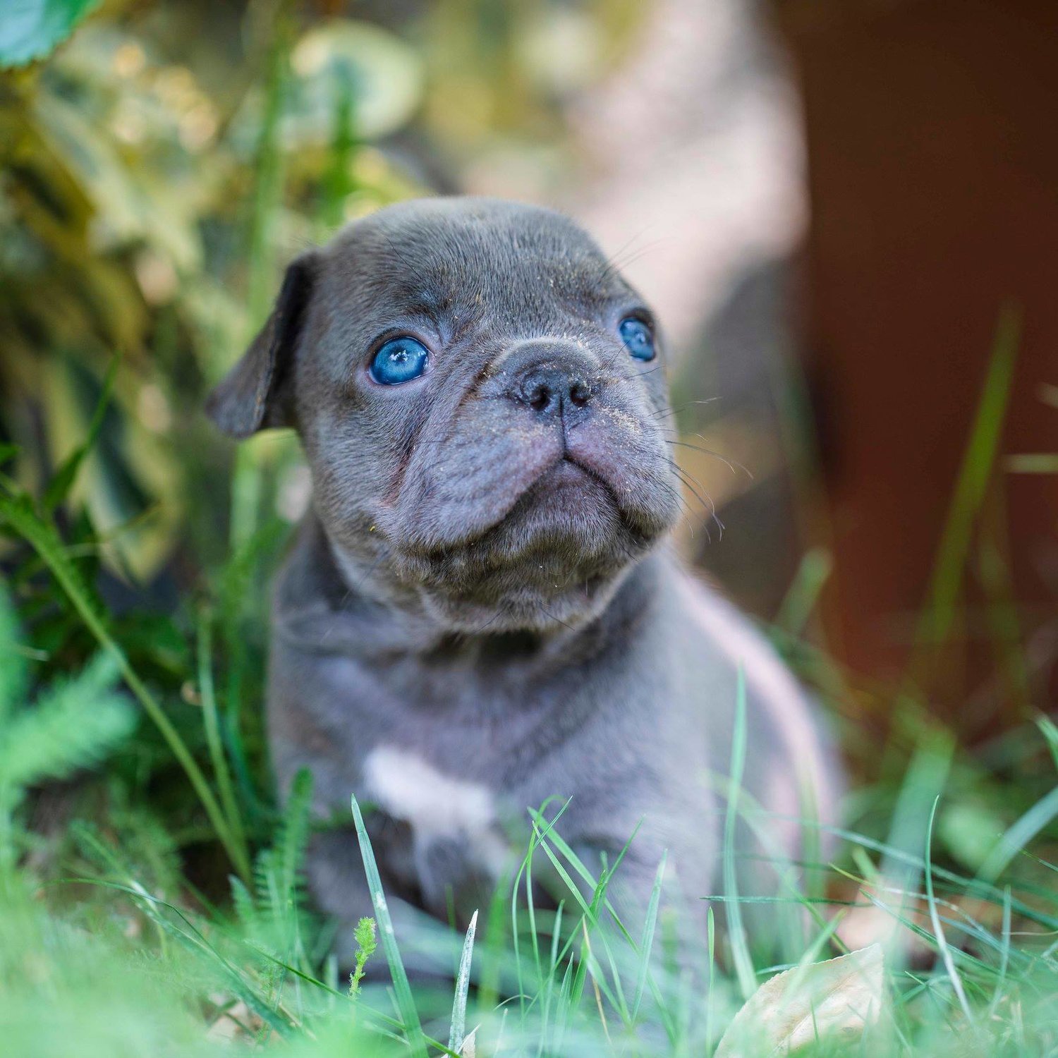 Puppy Diarrhea Explained Nw Frenchies French Bulldog Breeder In Washington State Northwest Frenchies