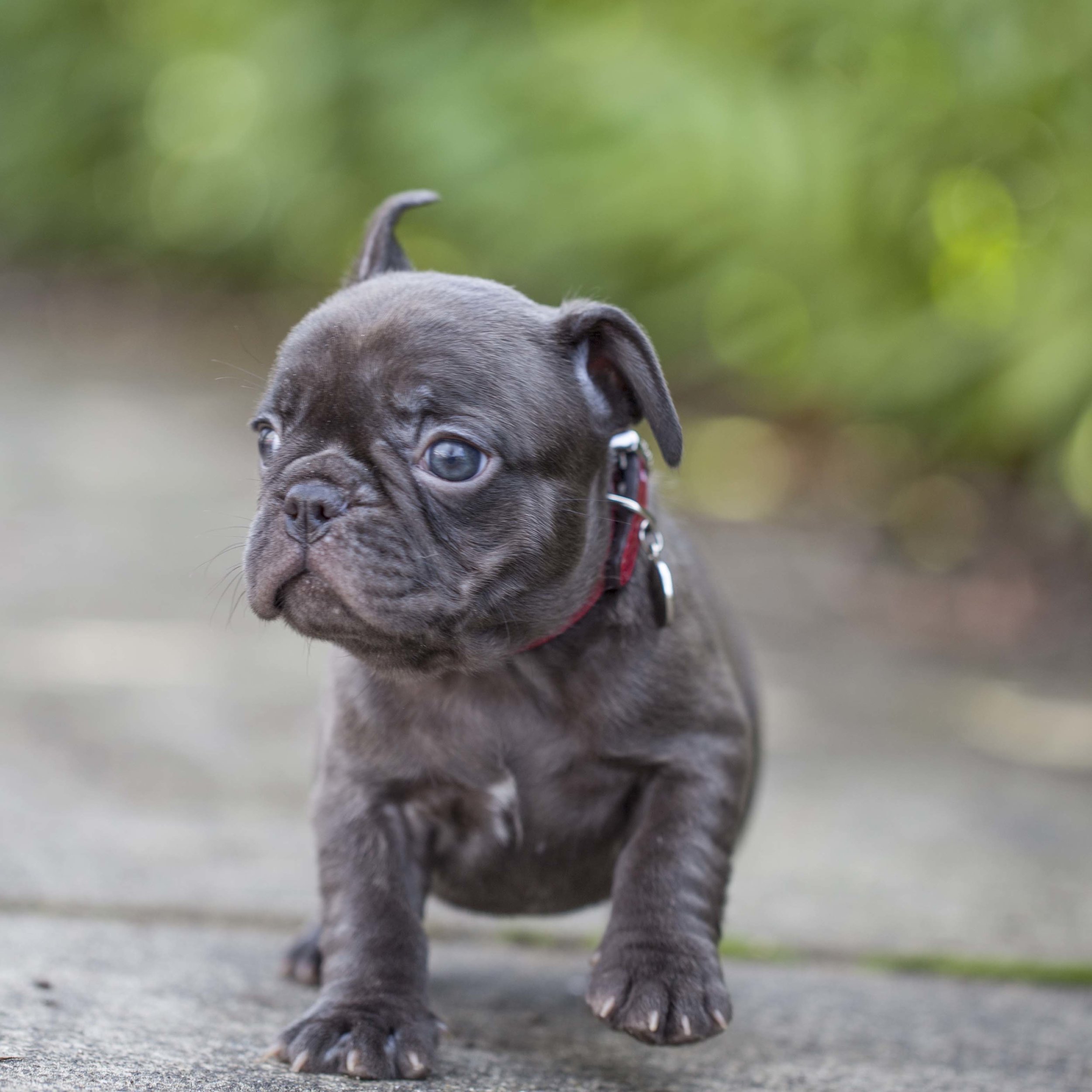 Monicea French Bulldog Puppies Ears Not Up