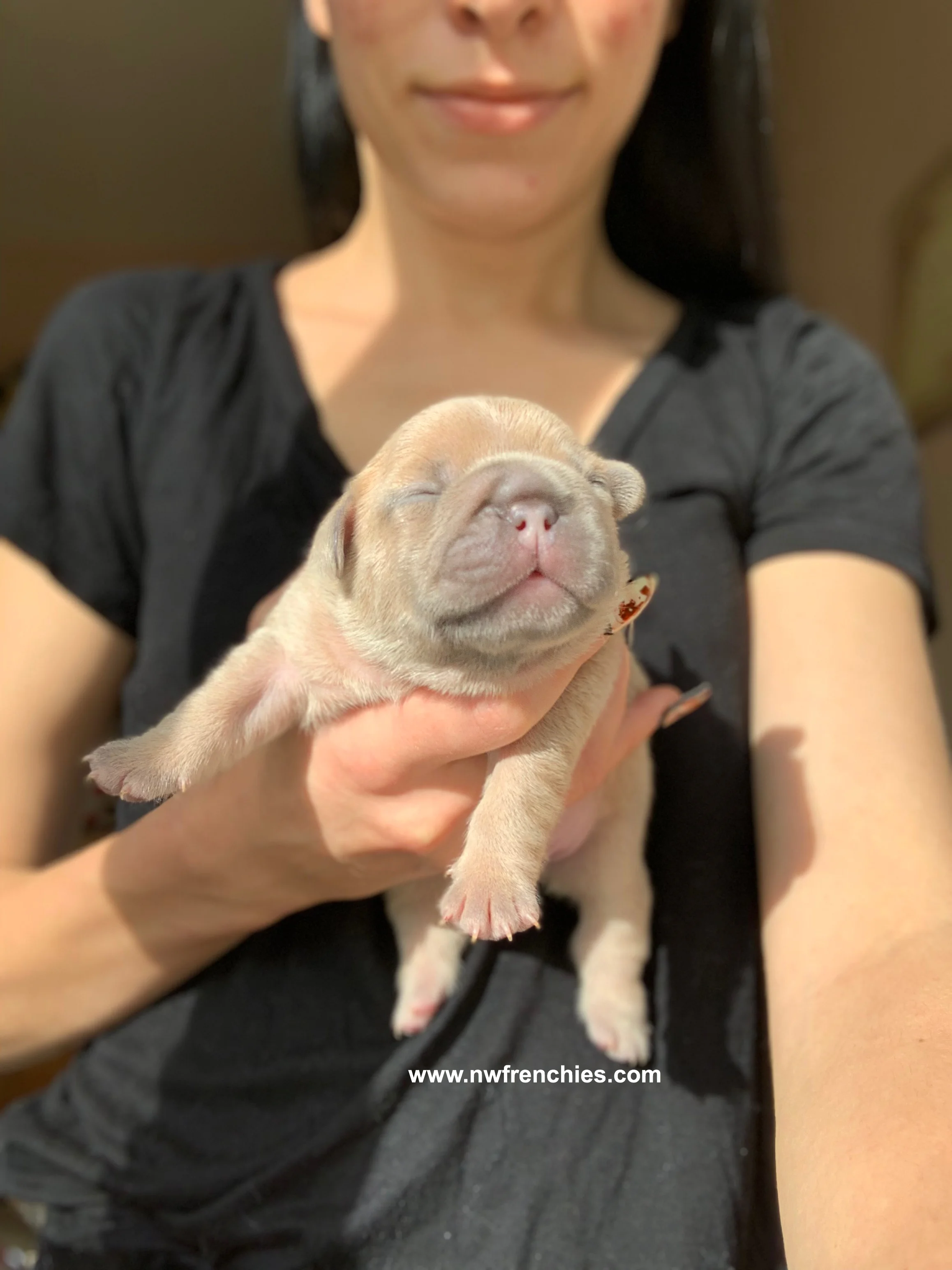 french bulldog breeders north west