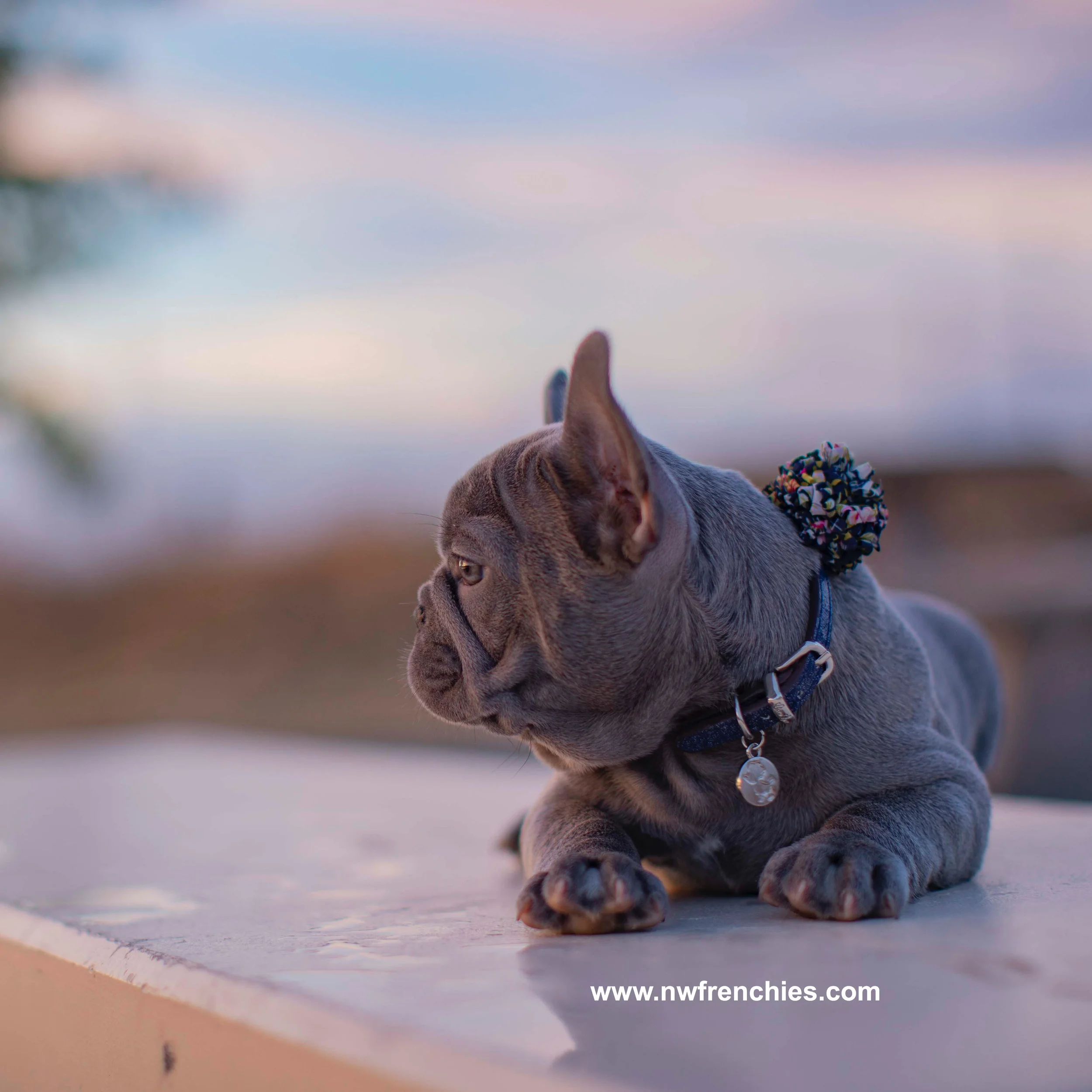 are cashews good for dogs