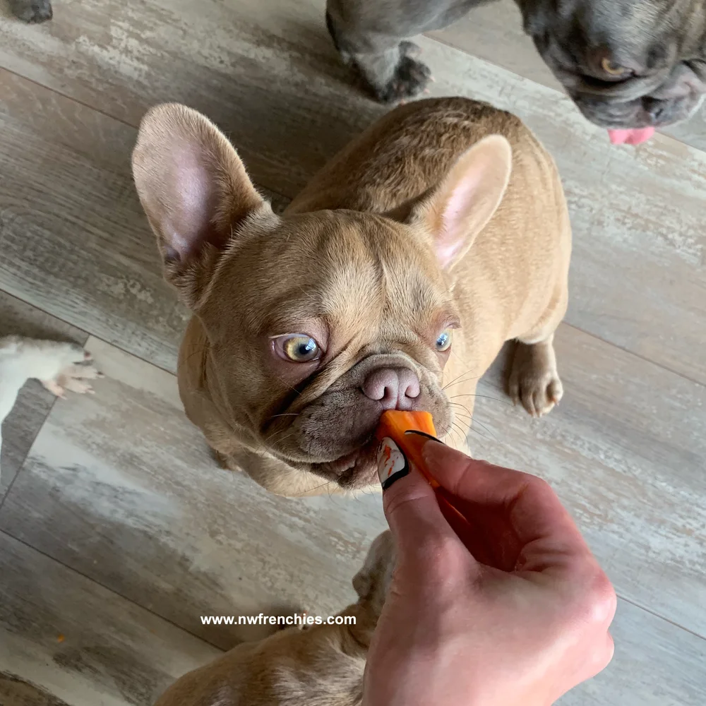 Seattle Washington Northwest Frenchies