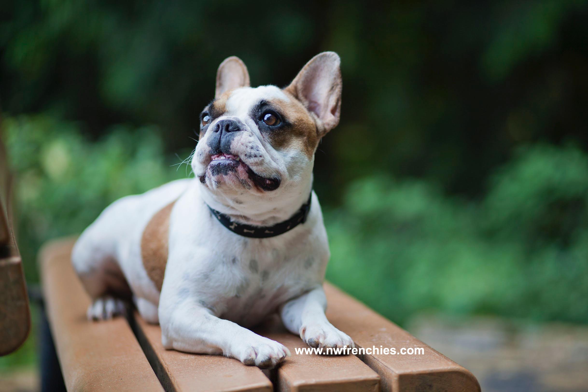 red pied french bulldog