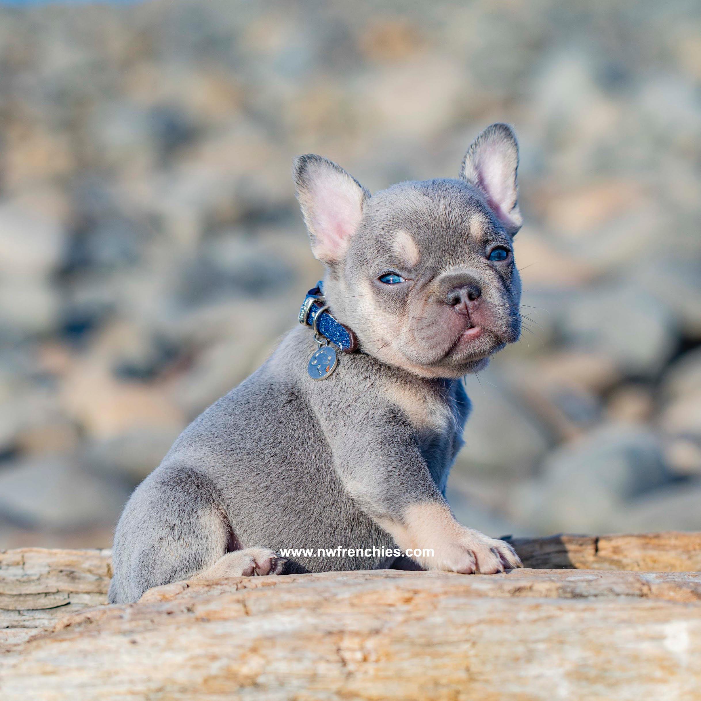 French Bulldog Coat Colors Nw Frenchies Breeder In Washington State Northwest Frenchies