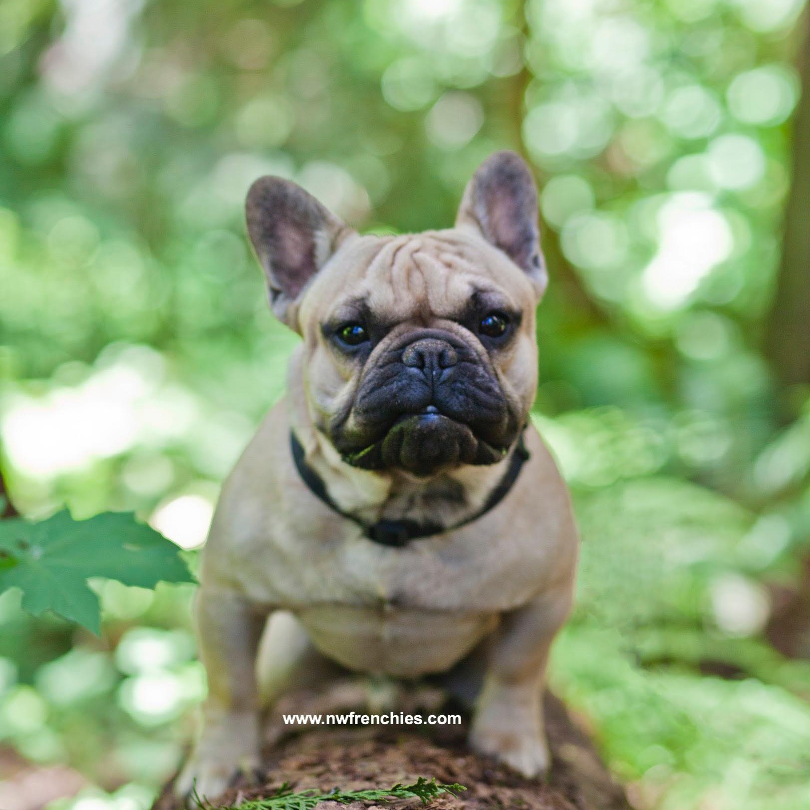 French Bulldog Coat Colors NW Frenchies Breeder in