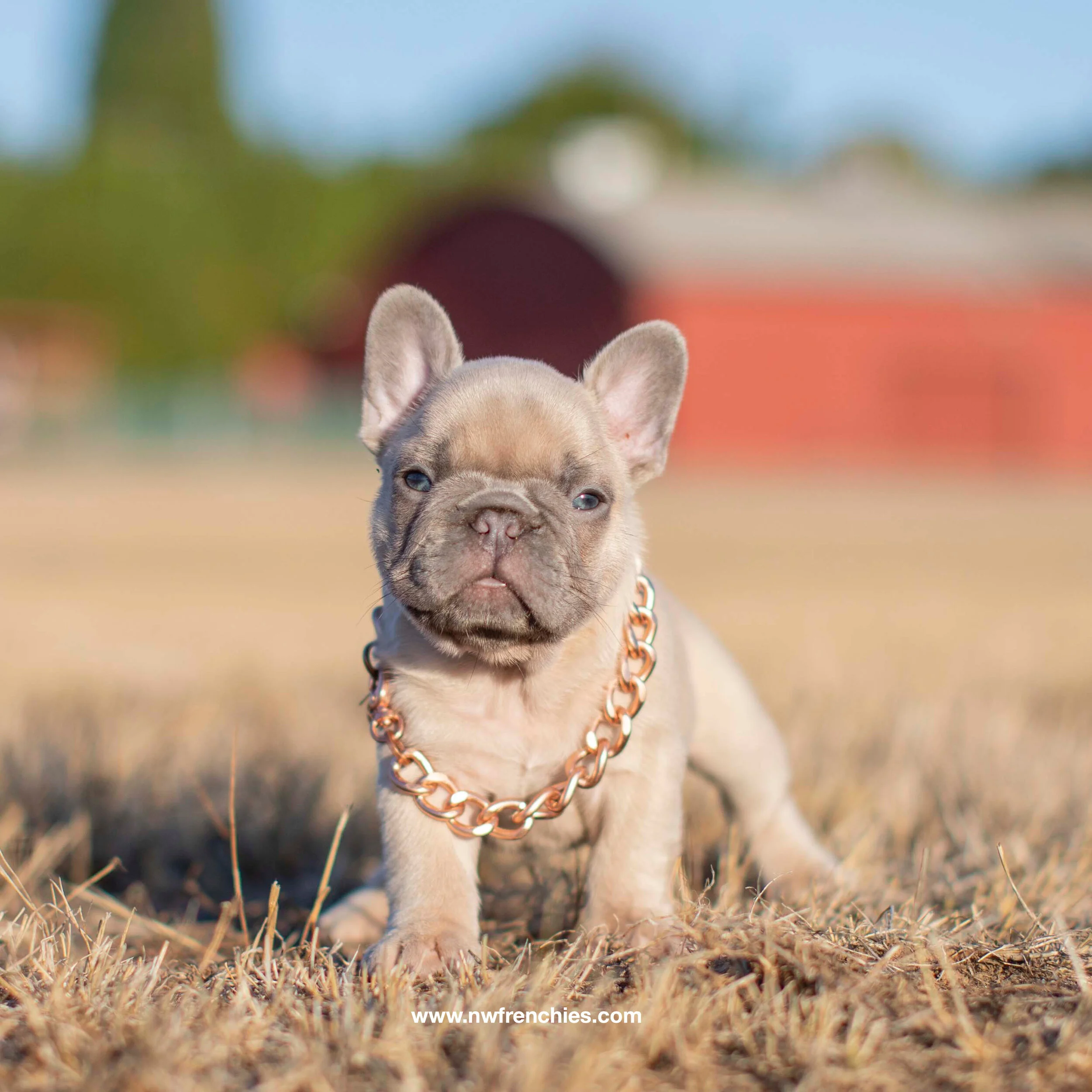isabella french bulldogs for sale