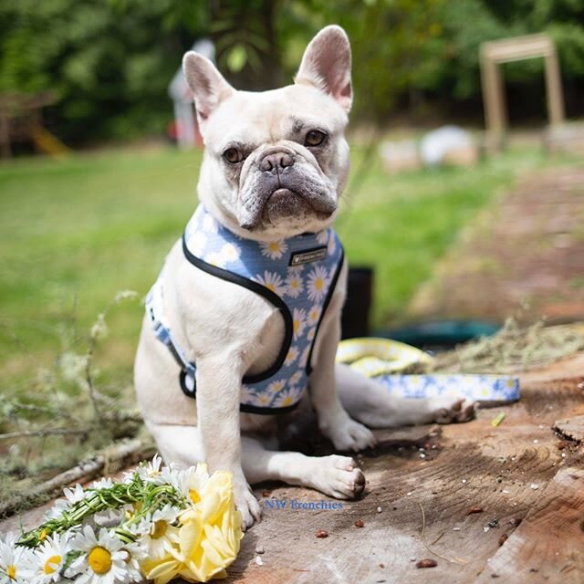 My sweet little flower girl, Pillow🌼
🌼🌼🌼🌼🌼🌼
@nwfrenchies
Online at www.nwfrenchies.com
🎈🎈🎈🎈🎈🎈
#buhi #フレンチブルドッグ #フレブル #ブヒ #frenchbulldog #batpig #frenchie #instafrenchie #frenchieoftheday #frenchiesofinstagram #frogdog #ilovemyfrenchie #f