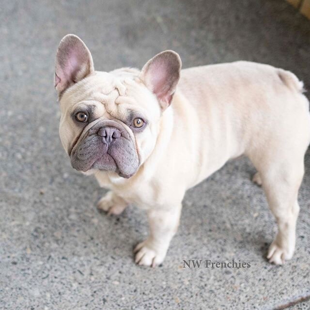 Sweet chubby cuddly teddy bear honey boy. Really just one adjective is not enough to describe you🤍
🤍🤍🤍🤍🤍🤍
See my sweet&rsquo;ums at this url👇🏻
www.nwfrenchies.com
❤️❤️❤️❤️❤️❤️
If you would like to connect, please first submit my online puppy