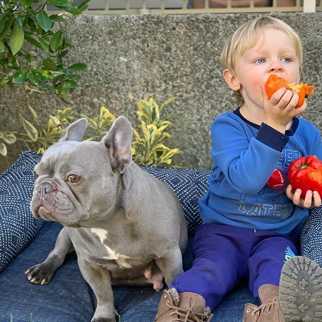 These two melt my heart. My human child Athen, and my fur child Nosha. They are both perfect in my eyes😍
❤️❤️❤️❤️❤️❤️
@nwfrenchies
Visit us at www.nwfrenchies.com
❤️❤️❤️❤️❤️❤️
#frenchiesharemyphoto
#french_bulldogs
#frenchie_love
#daily_frenchie
#fr