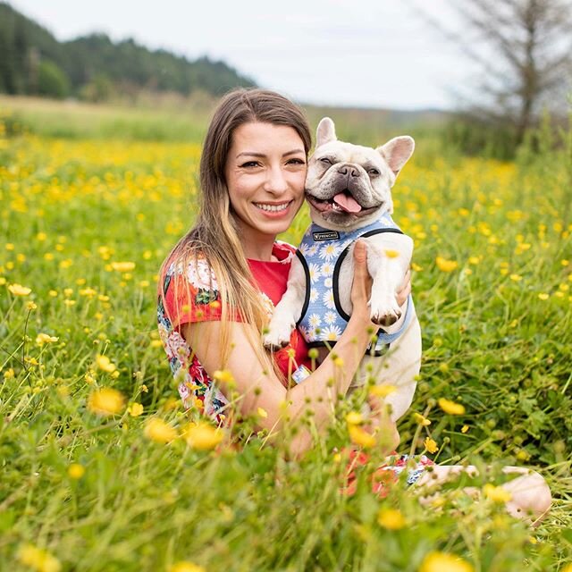 My happy girl☺️
❤️❤️❤️❤️❤️❤️
If you would like to connect, please first submit my online puppy application here: nwfrenchies.com 
@nwfrenchies
 #frenchiepuppy #puppy 
#frenchbulldog #frenchie #frenchiesofinstagram #frenchielove #frenchies #instafrenc