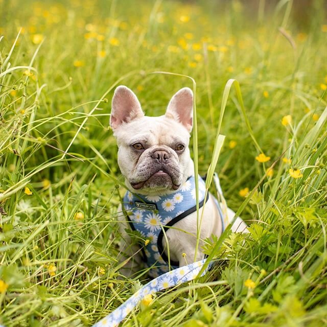 Enjoying every minute of this beautiful weekend
🌻🌻🌻🌻🌻🌻
www.nwfrenchies.com
@nwfrenchies
❤️❤️❤️❤️❤️❤️
#nwfrenchies #isabellafrenchie #isabellafrenchies #isabellafrenchbulldog #stud #frenchbulldogbreeder #lilacfrenchie #lilacfrenchies #lilacfrenc