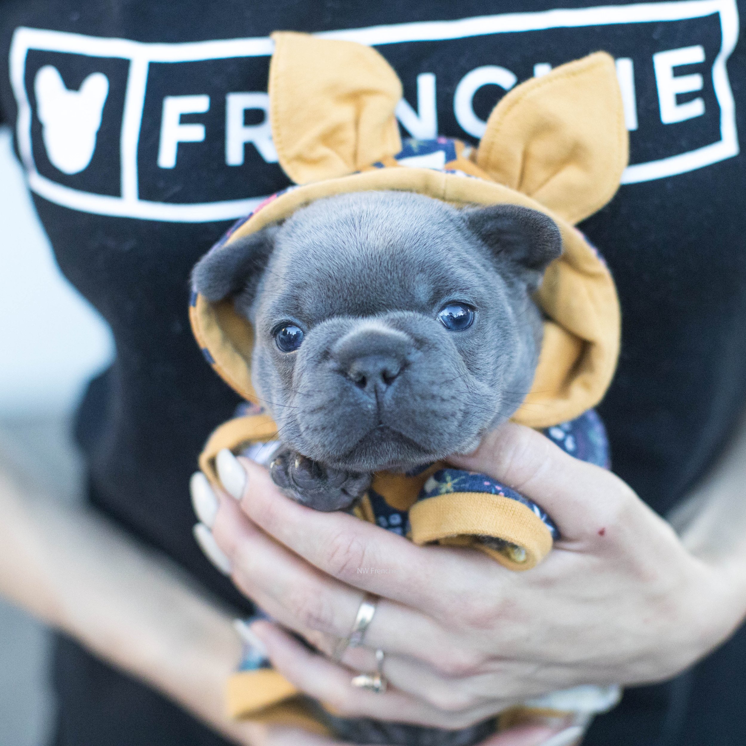 Solid blue French Bulldog puppy