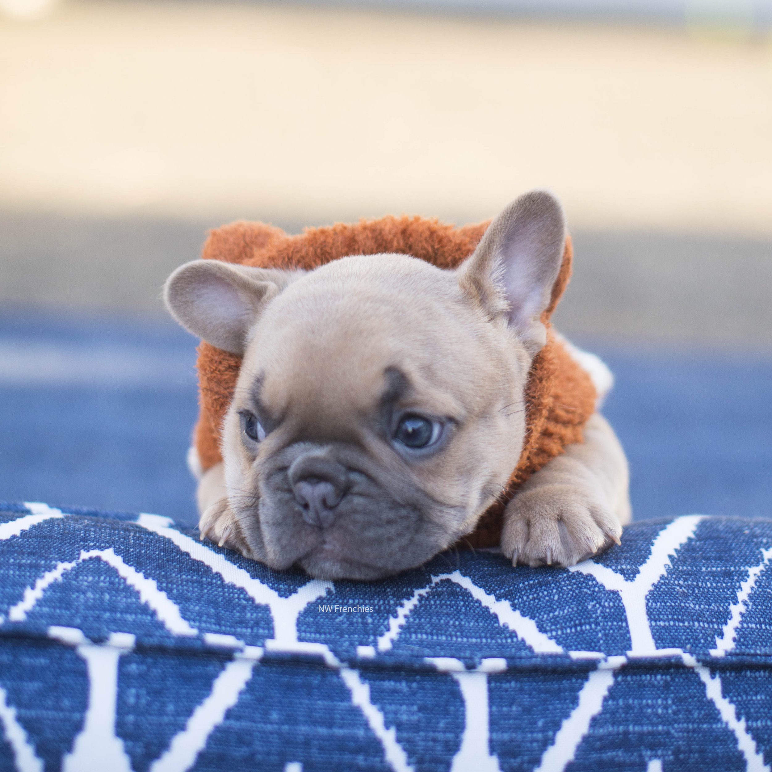 Golden Lilac fawn French Bulldog puppy