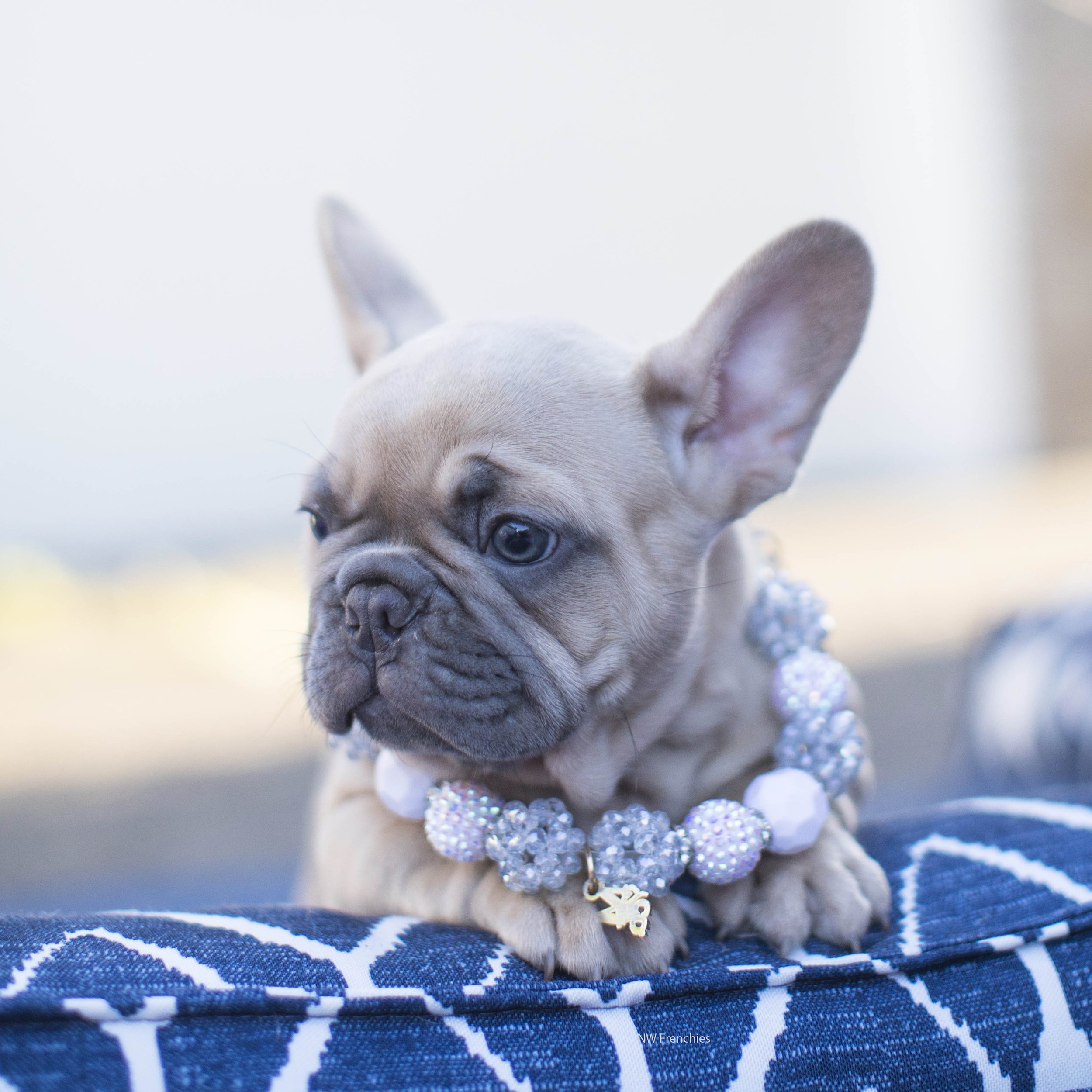 Blue fawn French Bulldog