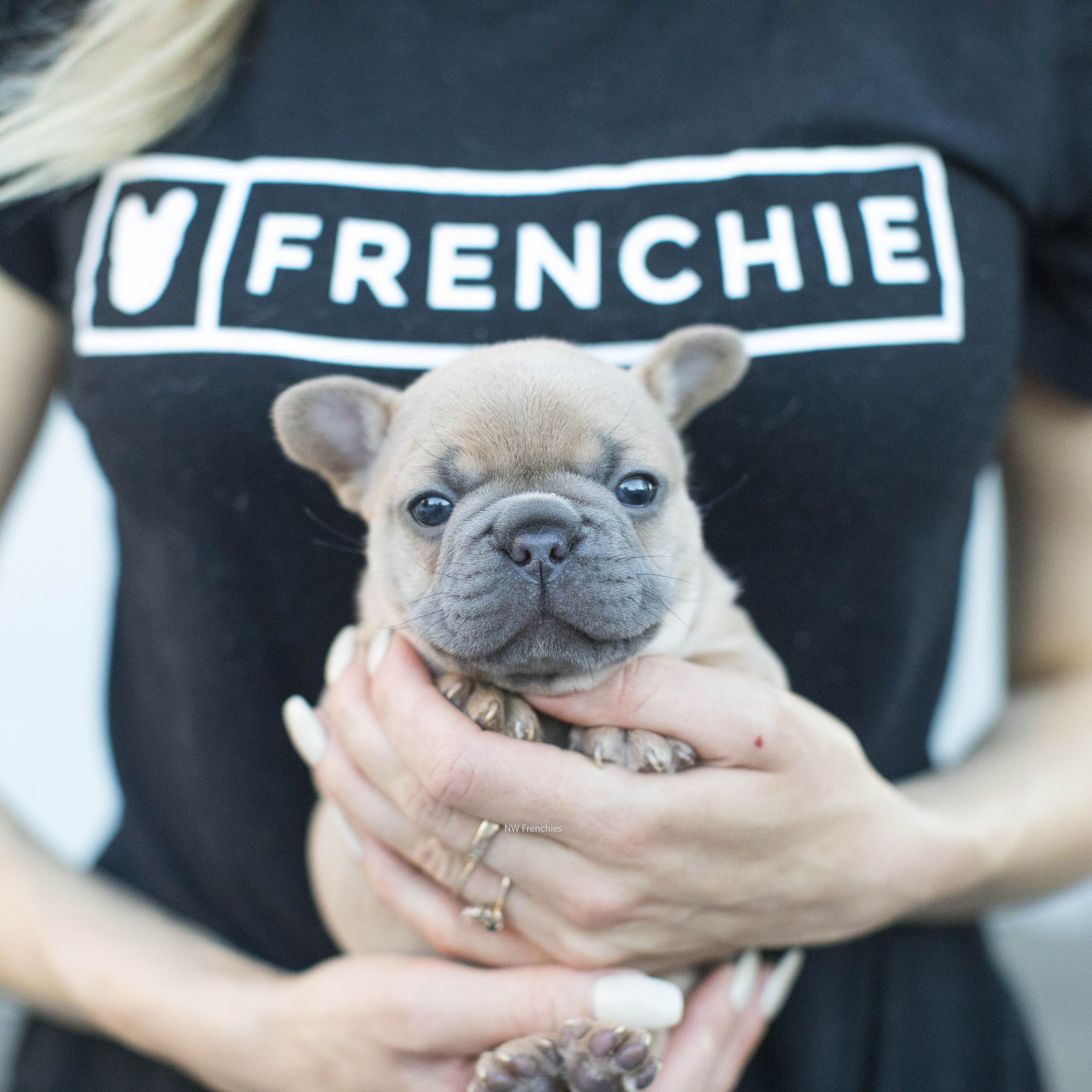 Golden lilac fawn French Bulldog puppy