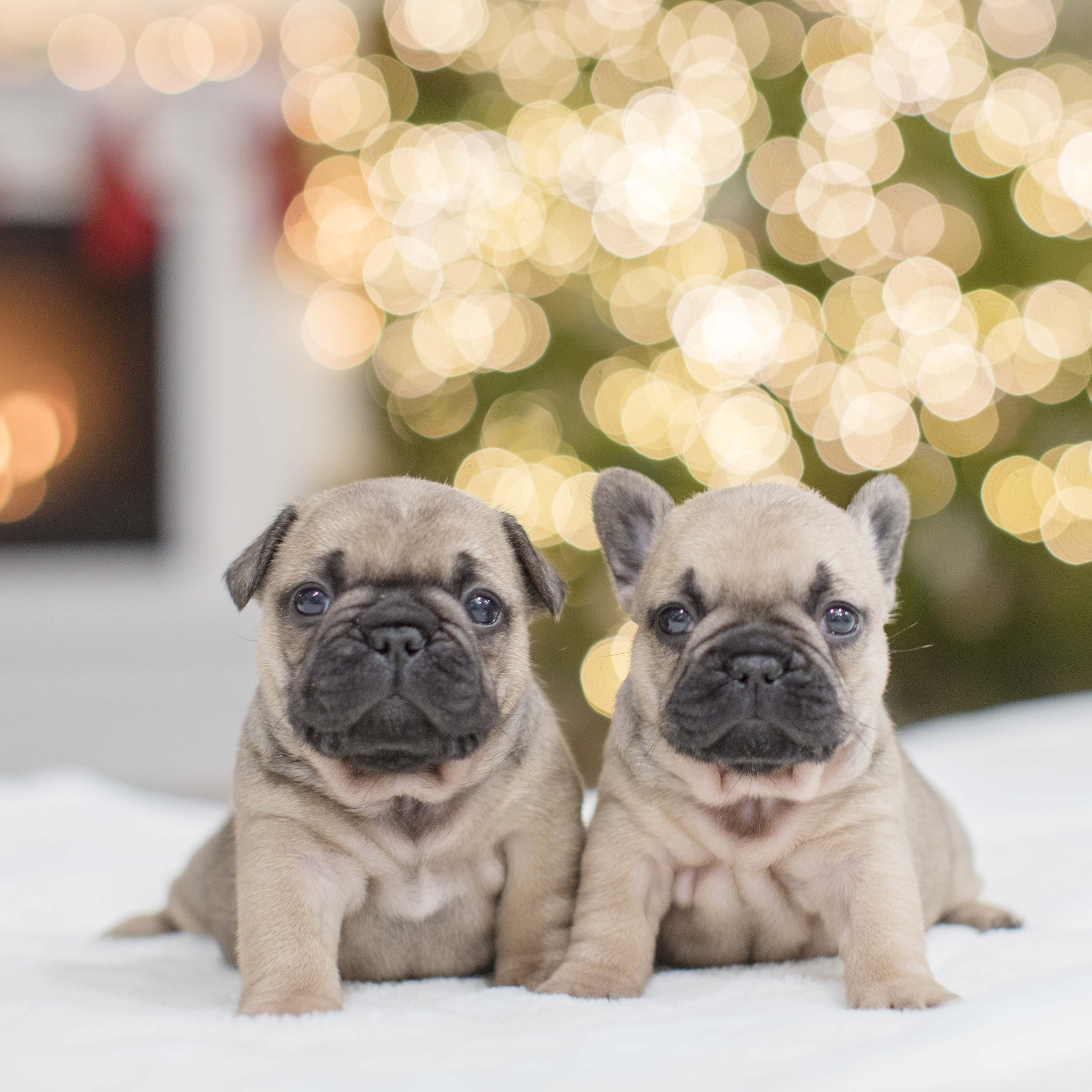 Two black mask fawn French Bulldogs