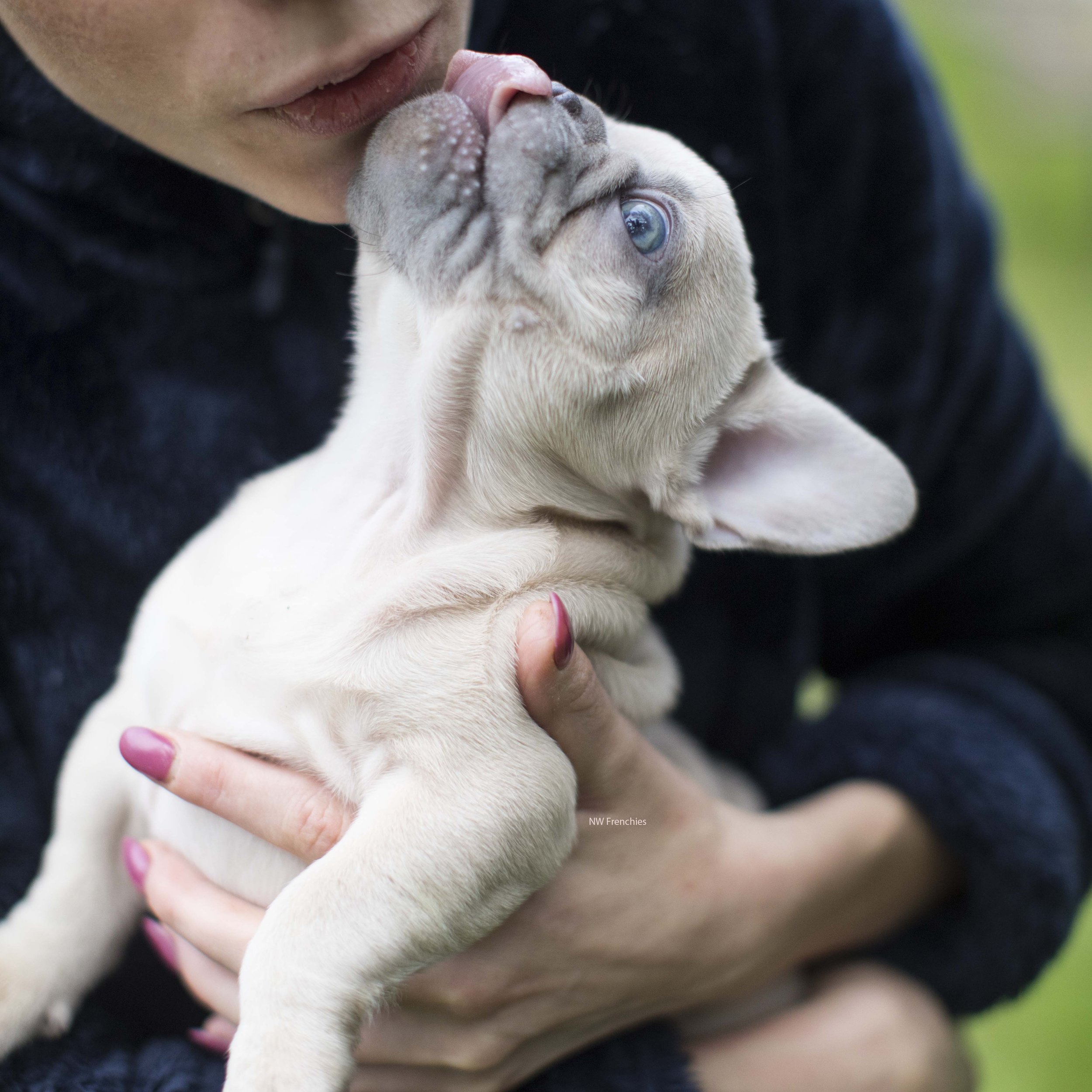 Lilac fawn French Bulldog