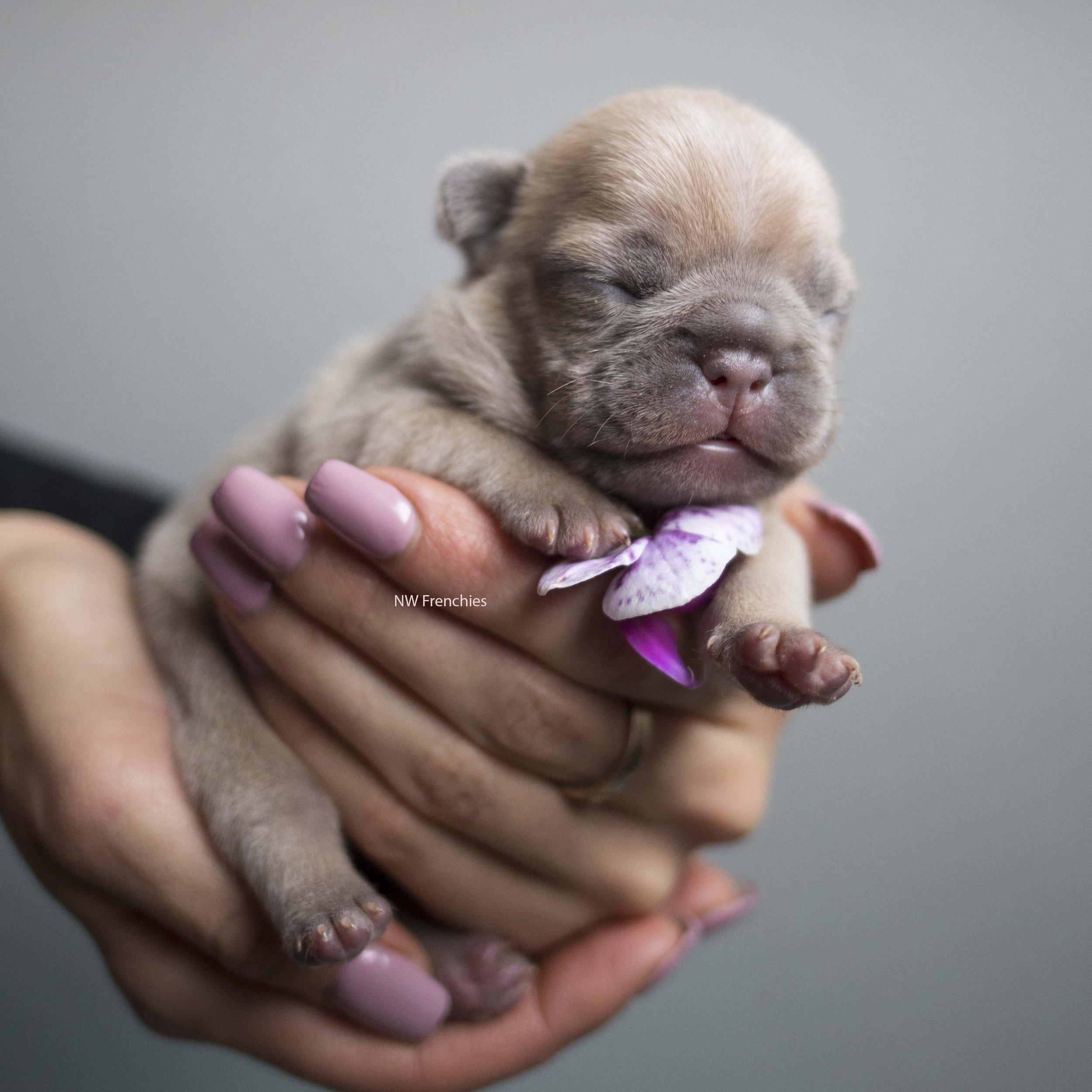 Lilac fawn French Bulldog