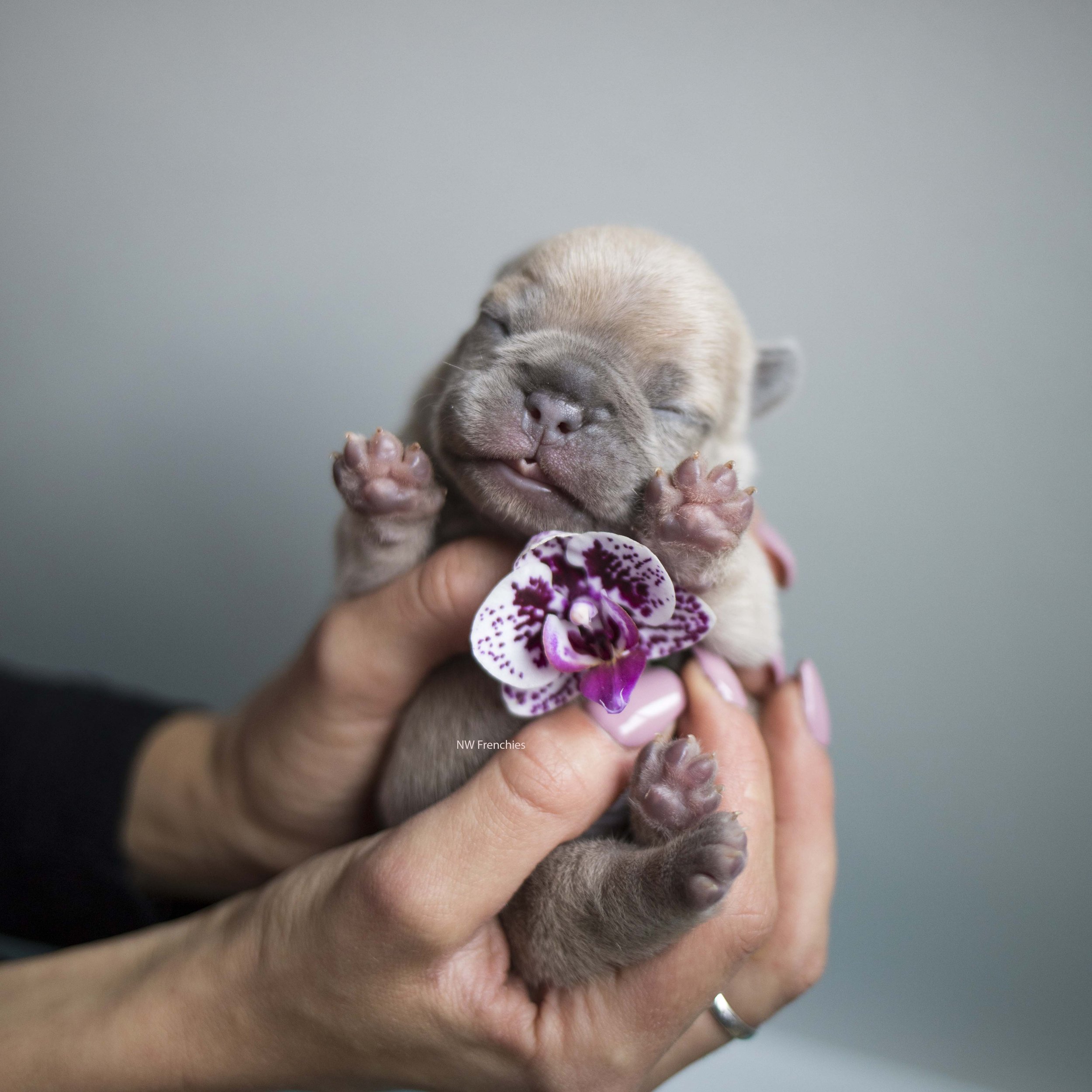 Newborn French Bulldog puppy