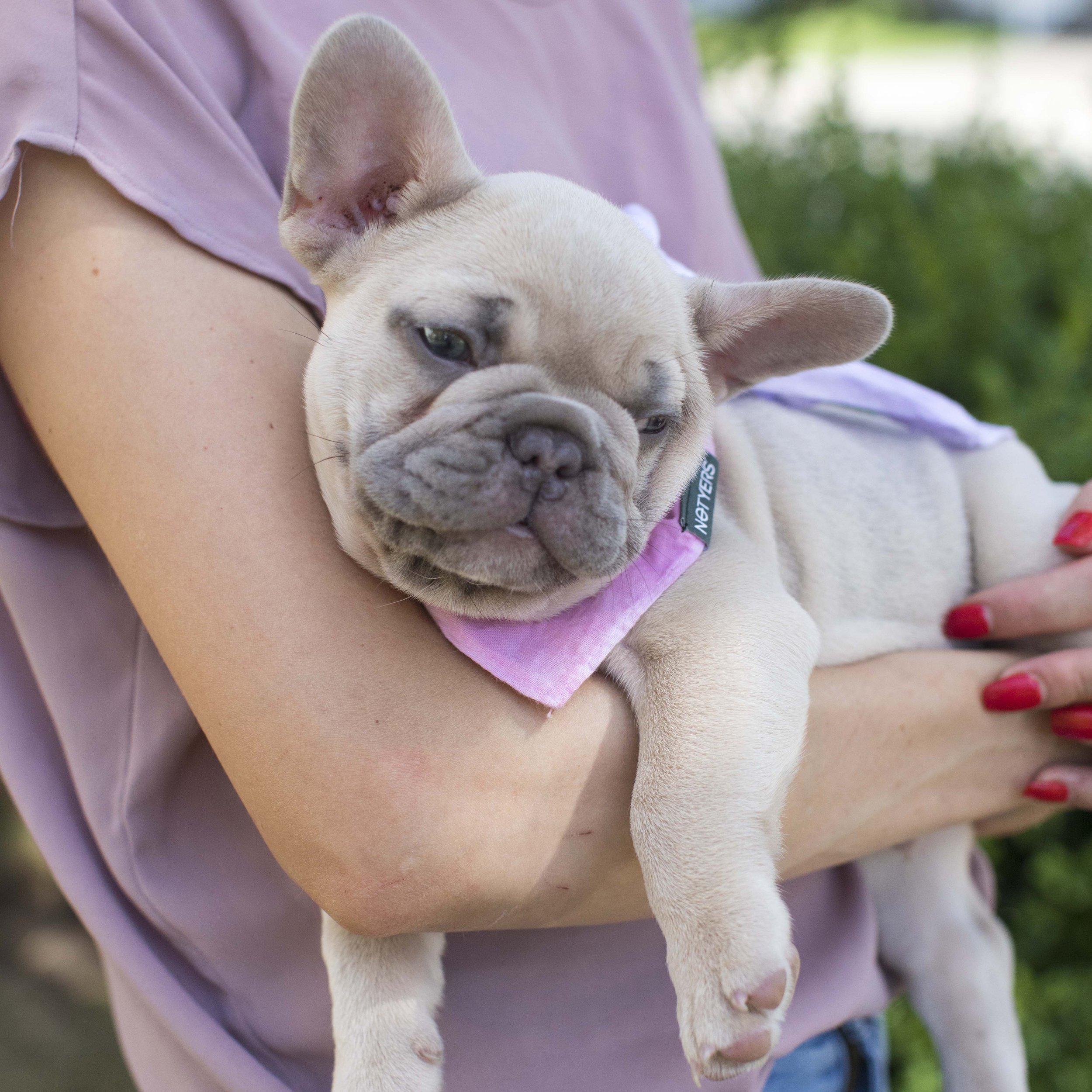 Lilac fawn French Bulldog