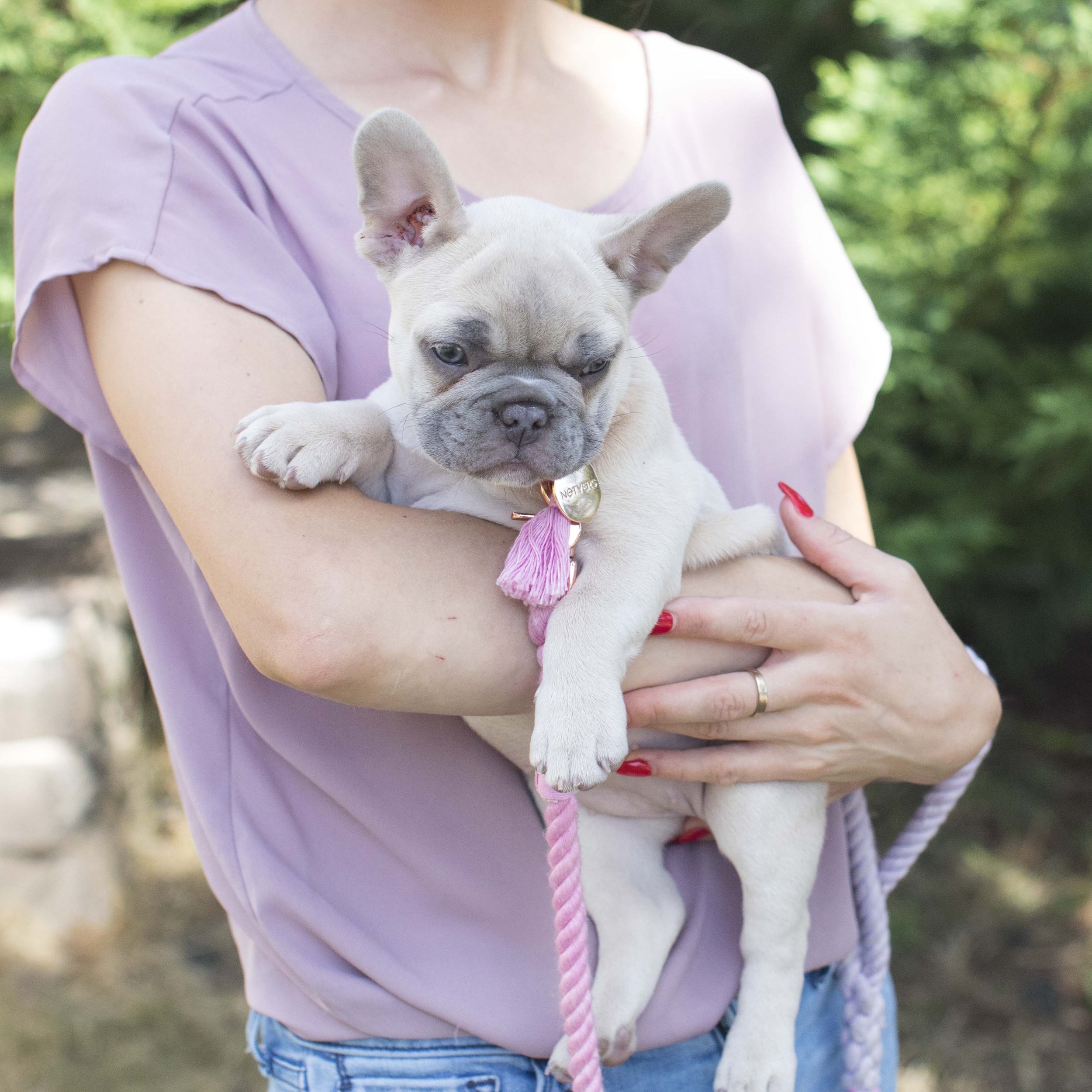 Lilac fawn French Bulldog