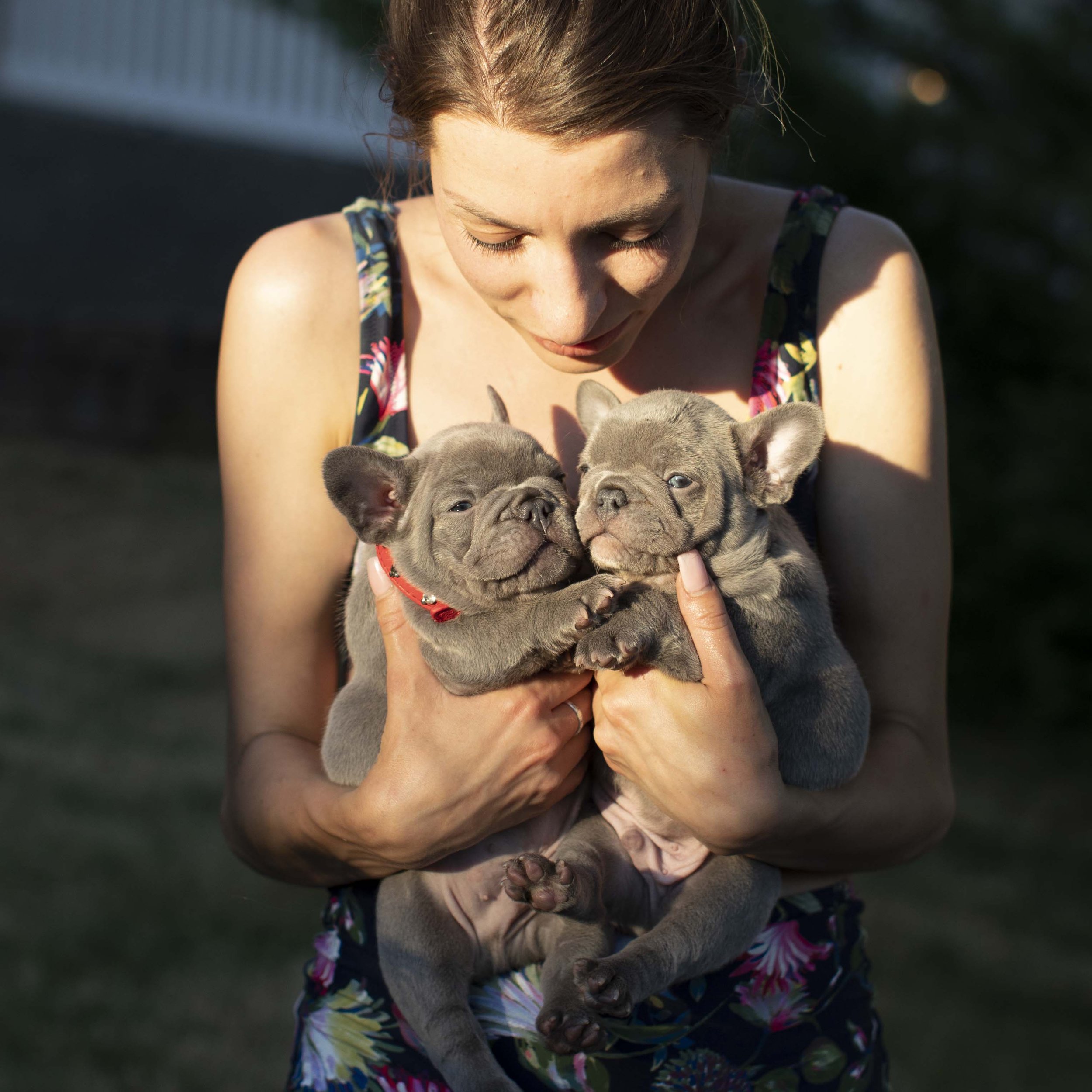 Lilac French Bulldogs