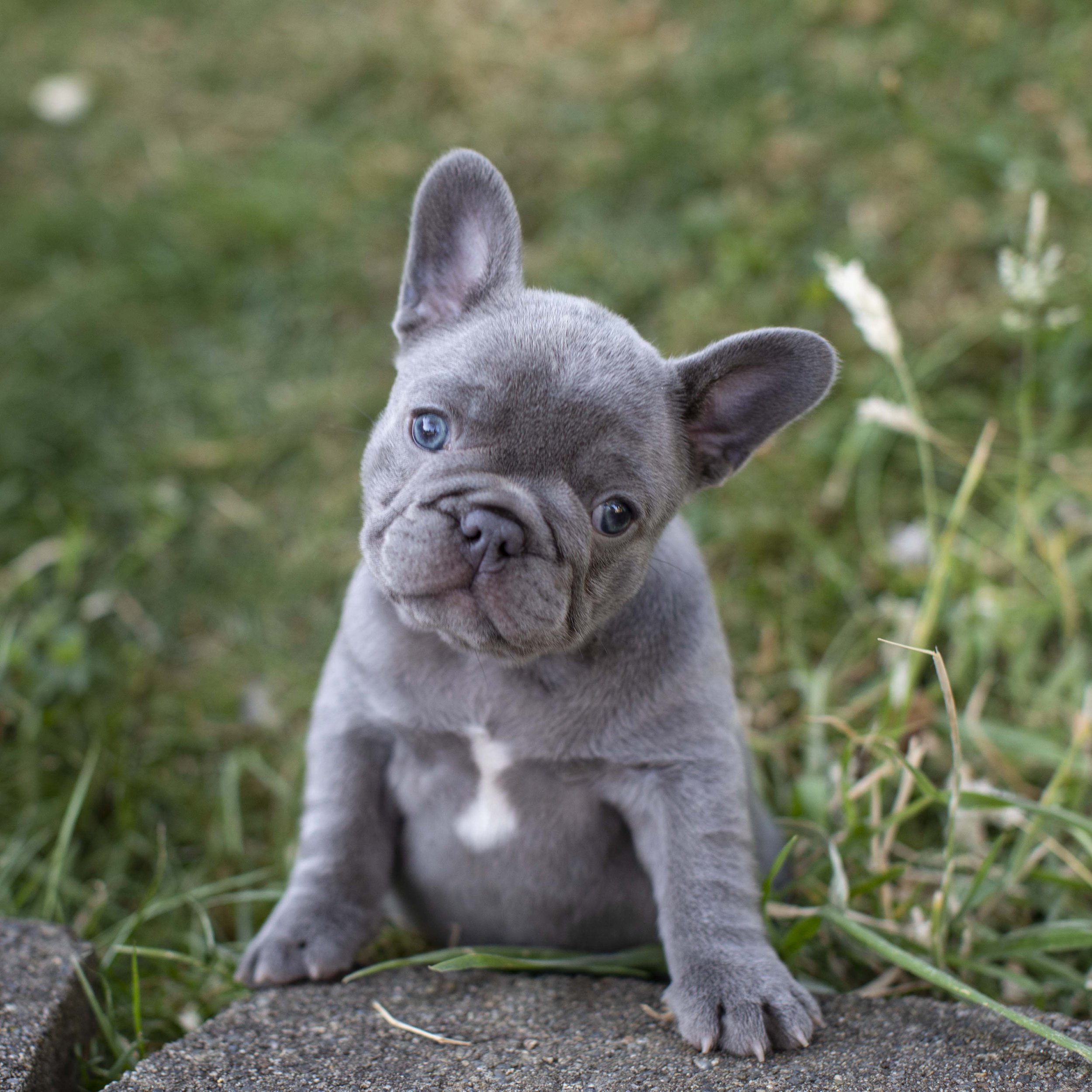 Photos of our Past French Bulldog Puppies — Northwest Frenchies