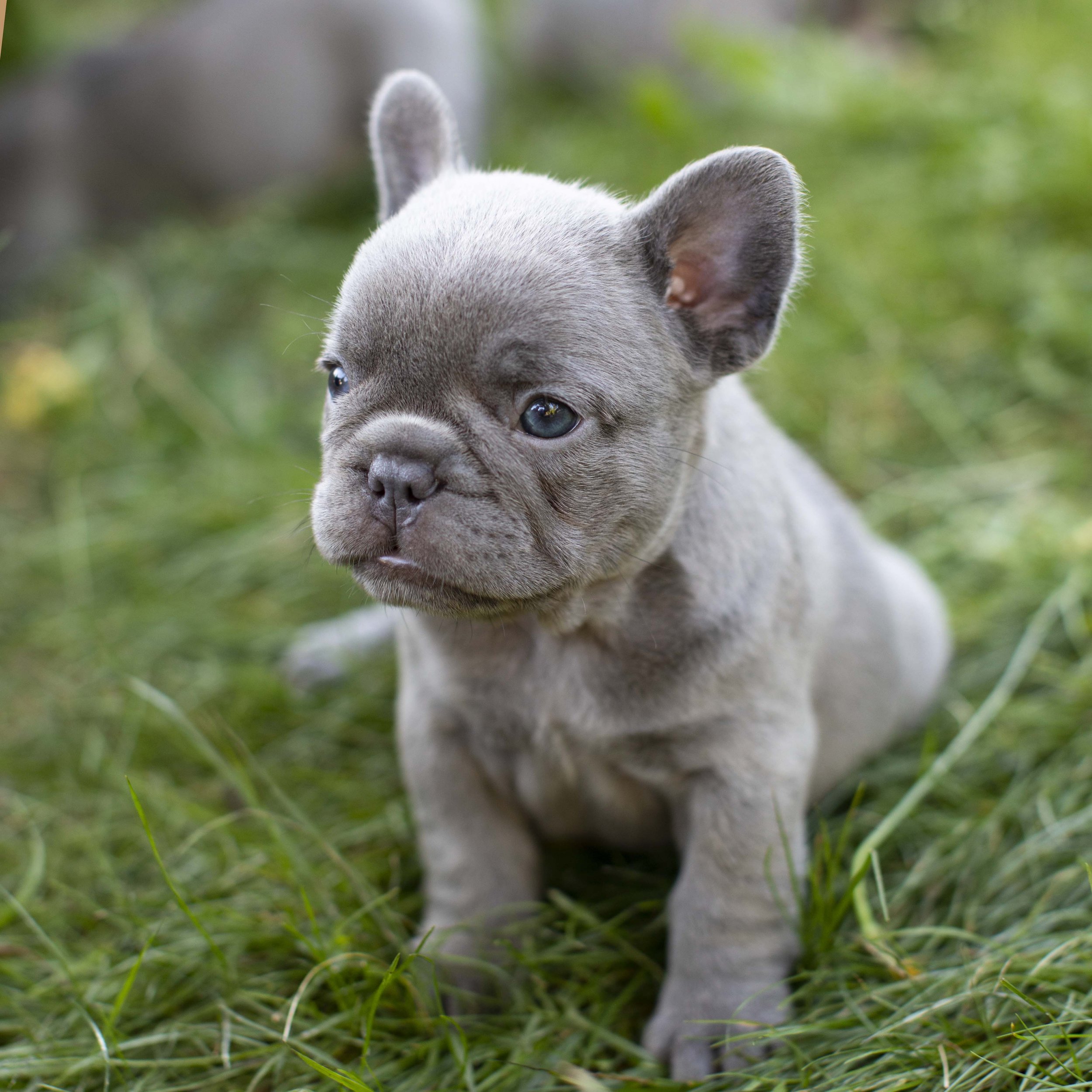 Lilac French Bulldog Puppy