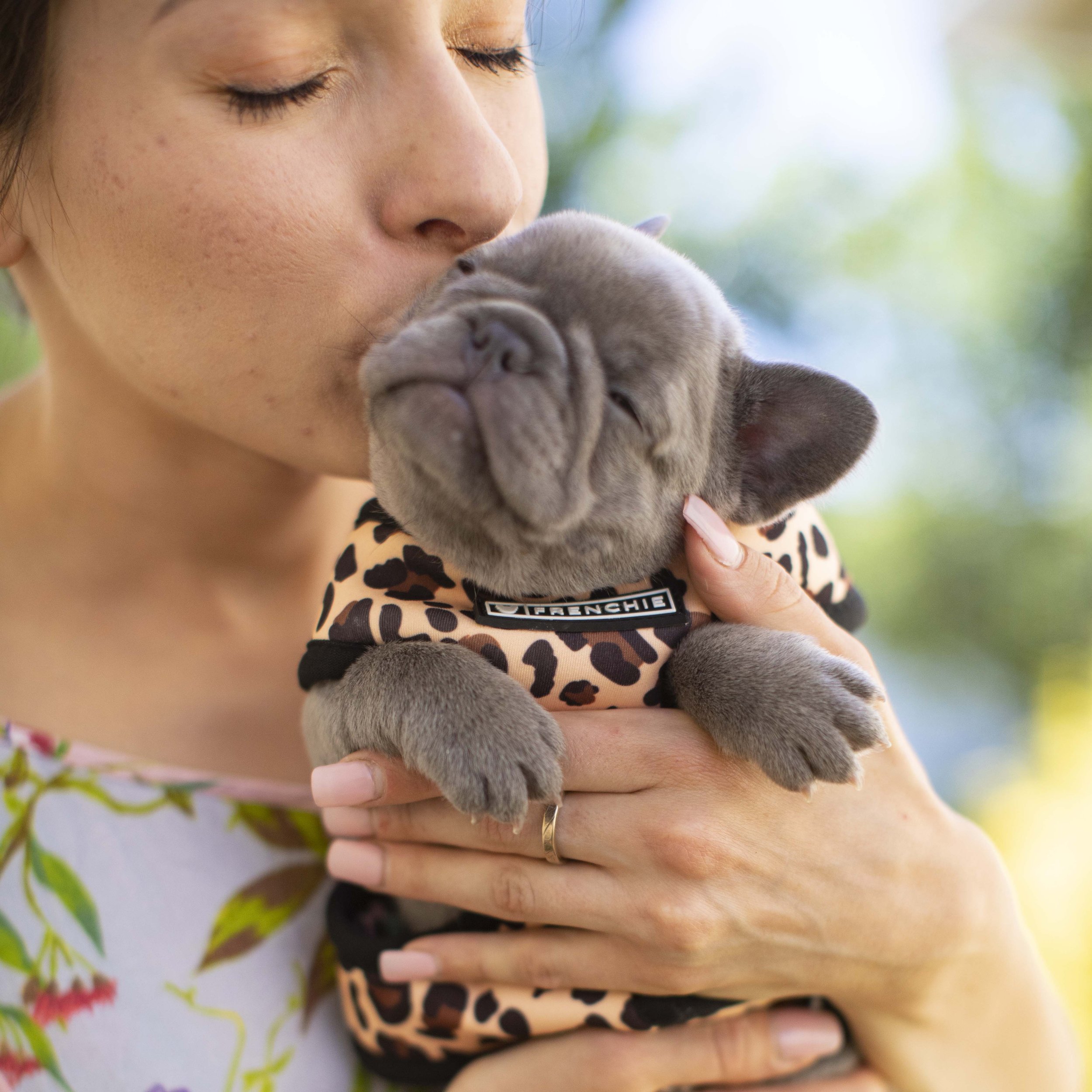 Lilac French Bulldog