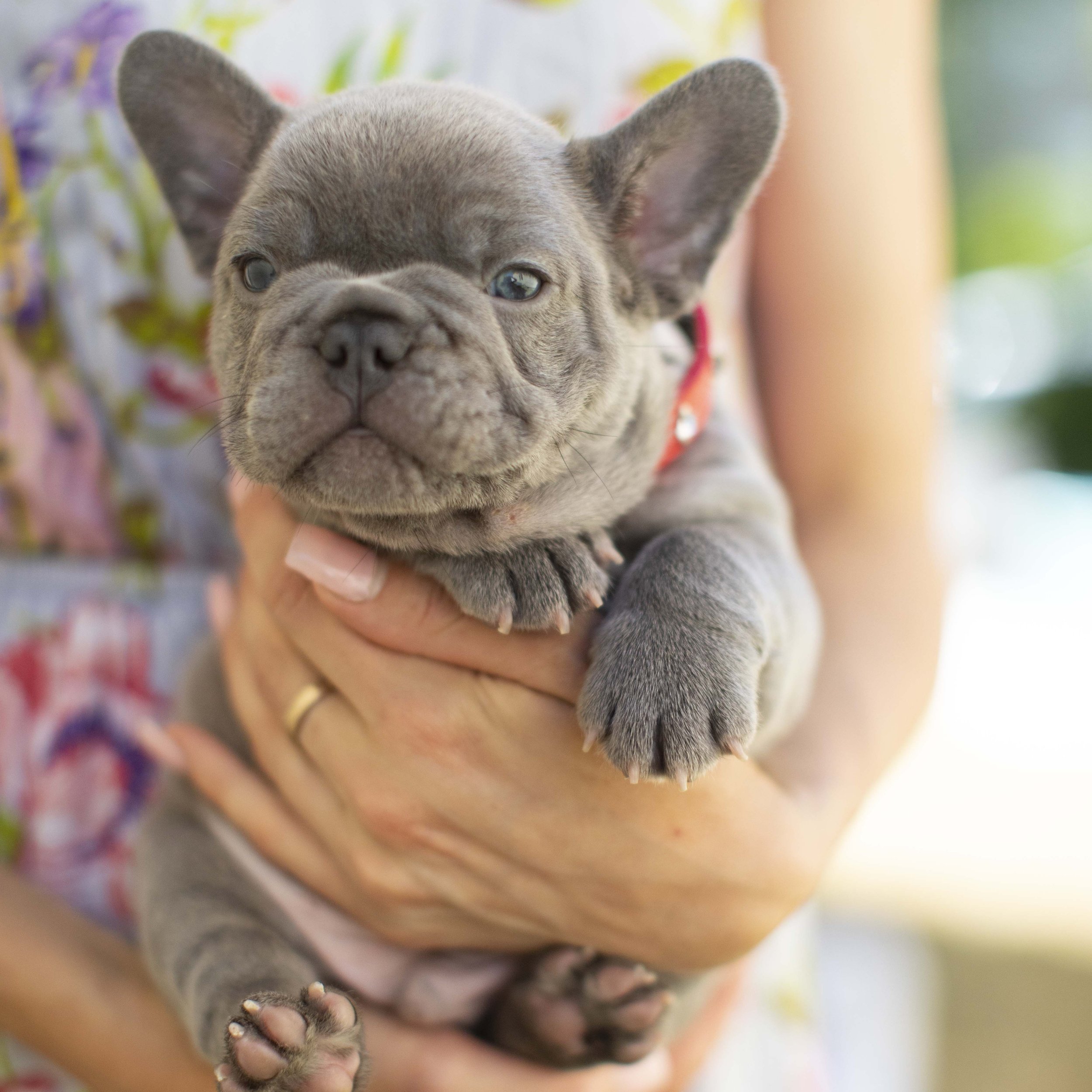 Photos of our Past French Bulldog Puppies — Northwest Frenchies