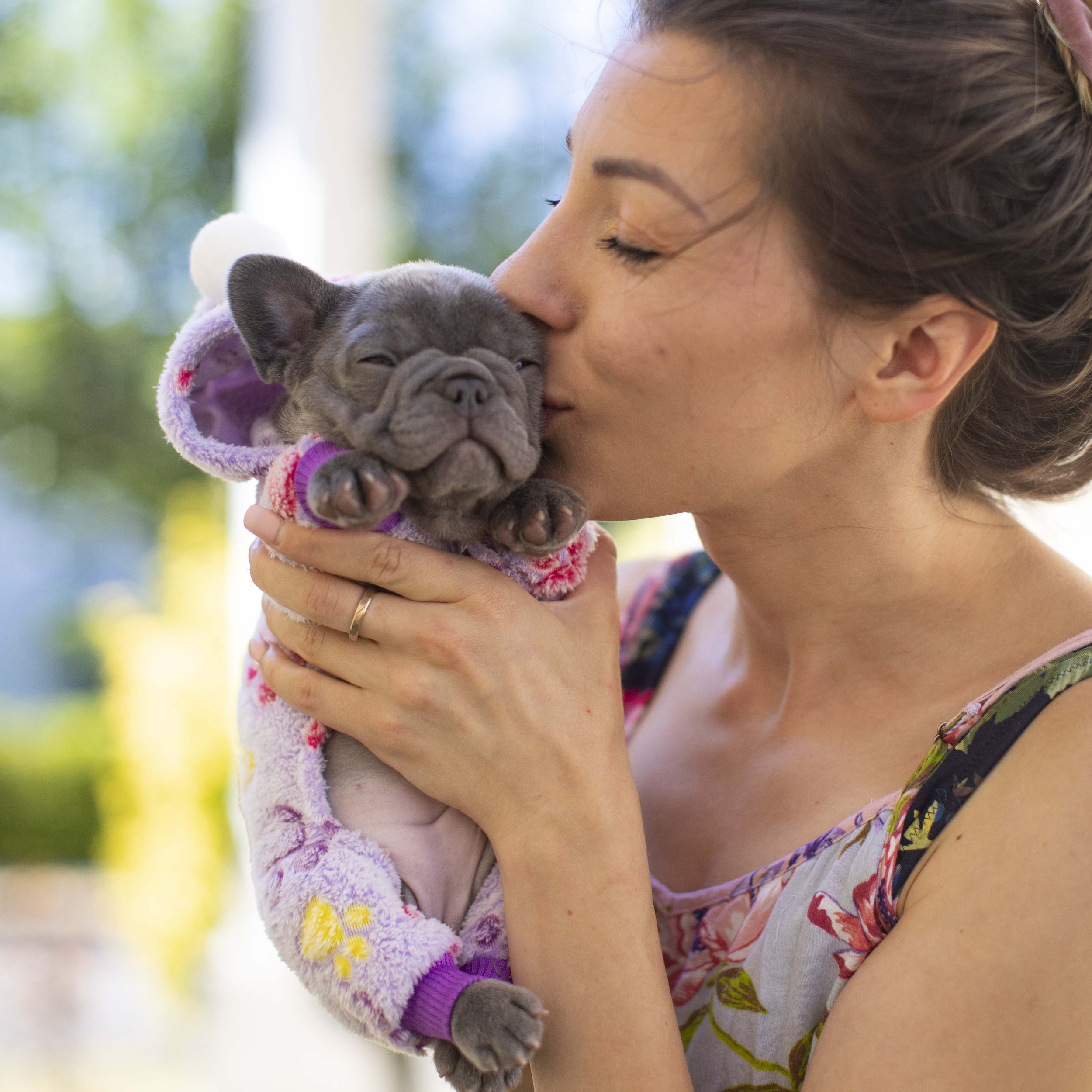 Lilac French Bulldog