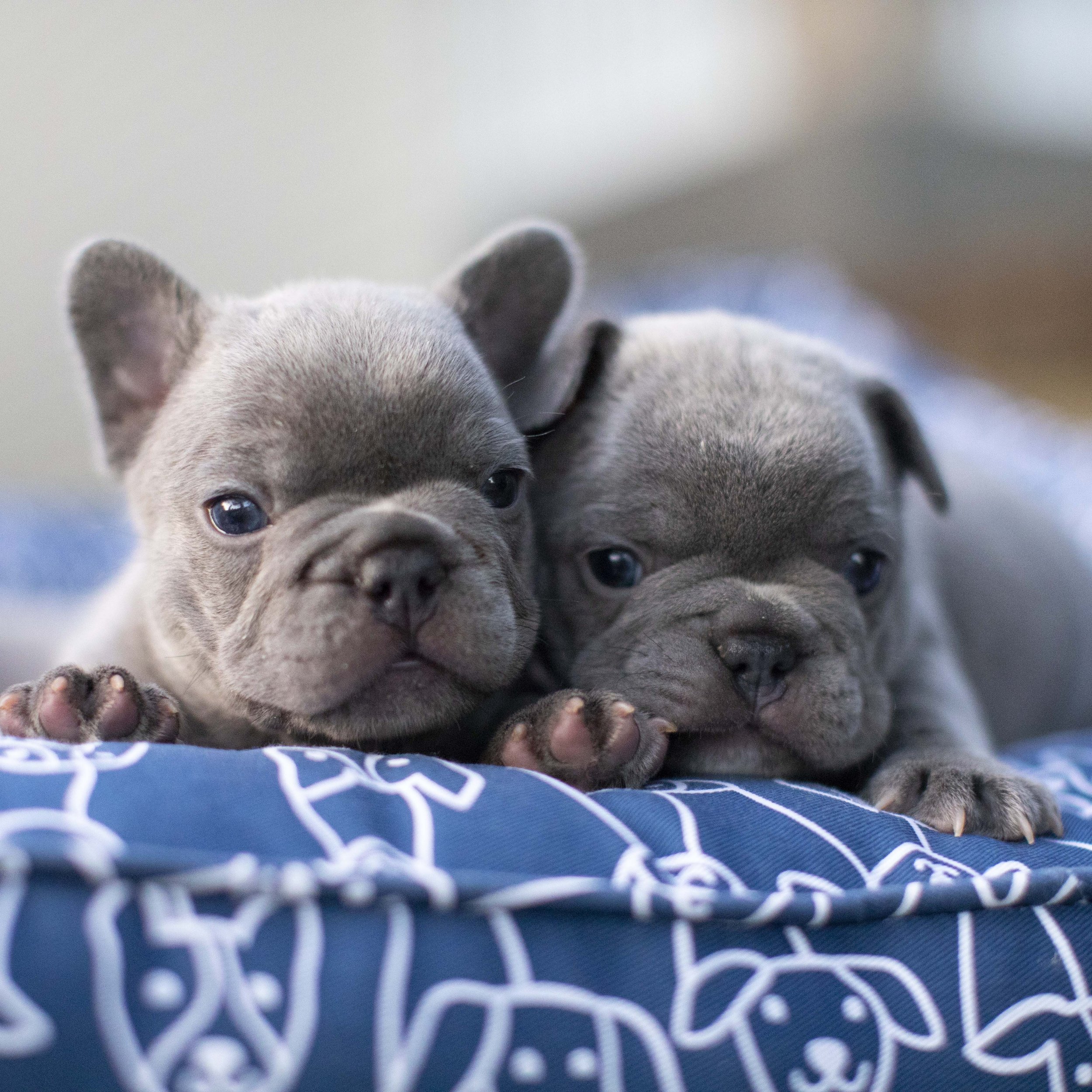 Two lilac French Bulldogs