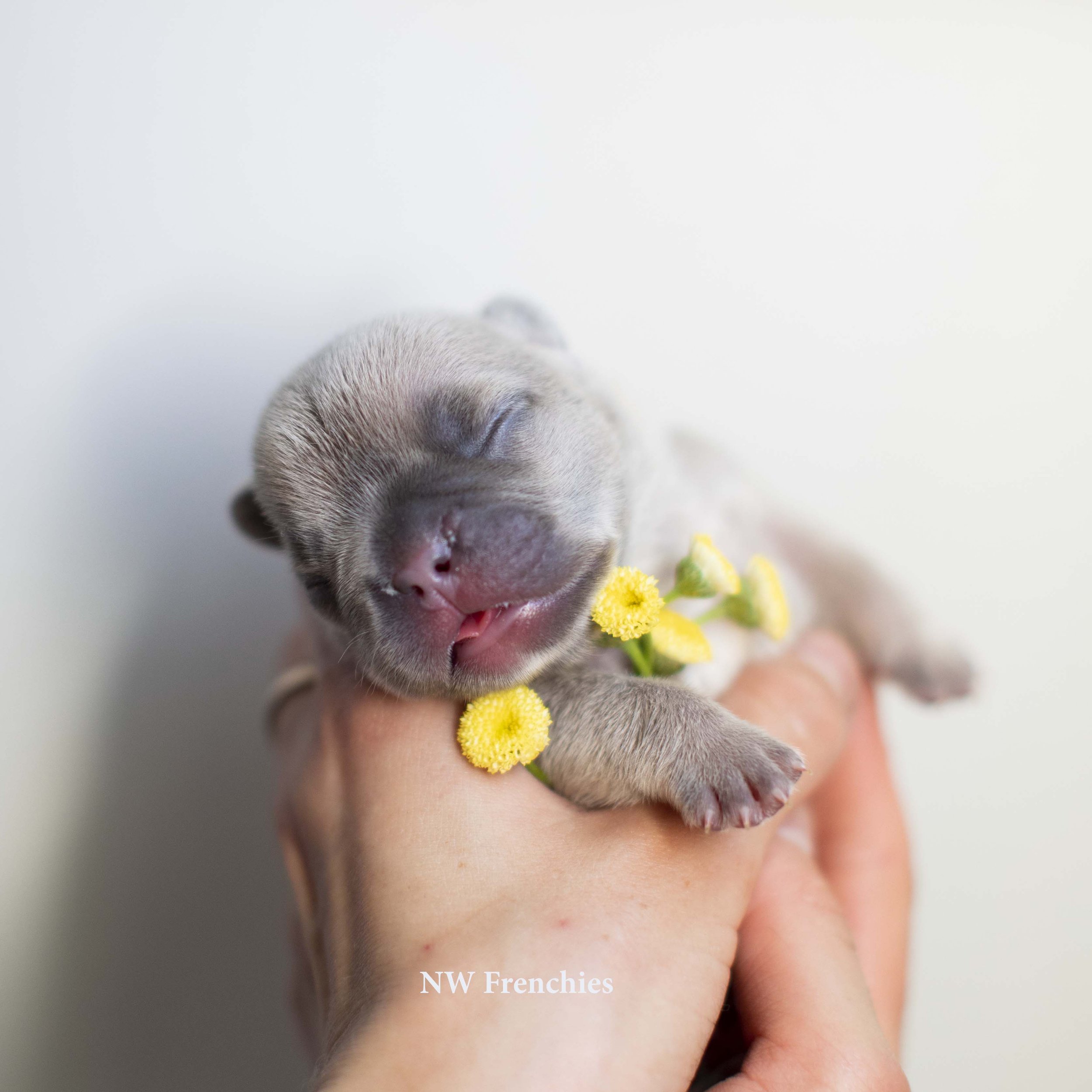 Lilac fawn French Bulldog